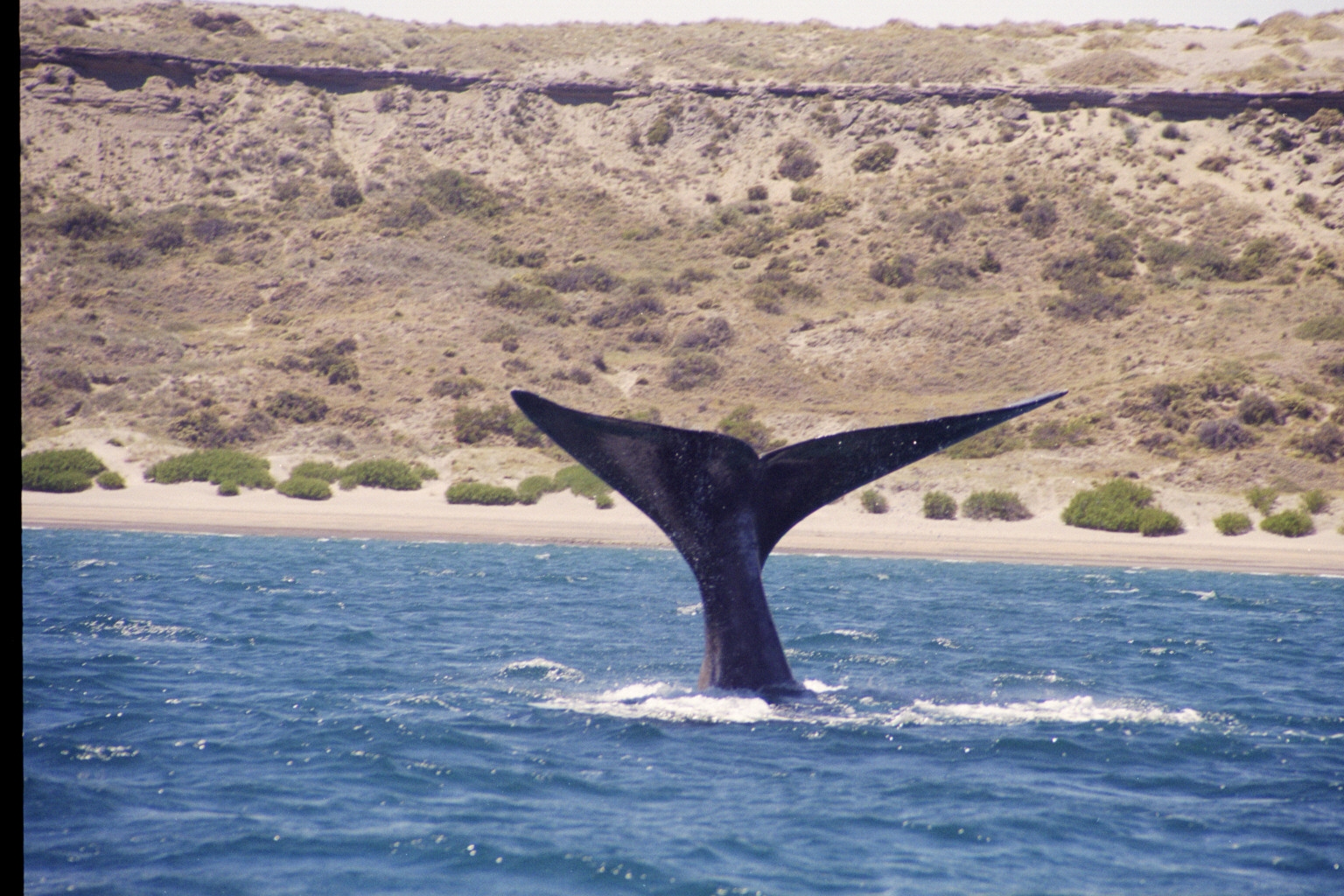 Southern Right Whale, Peninsula Valdes, Argentina