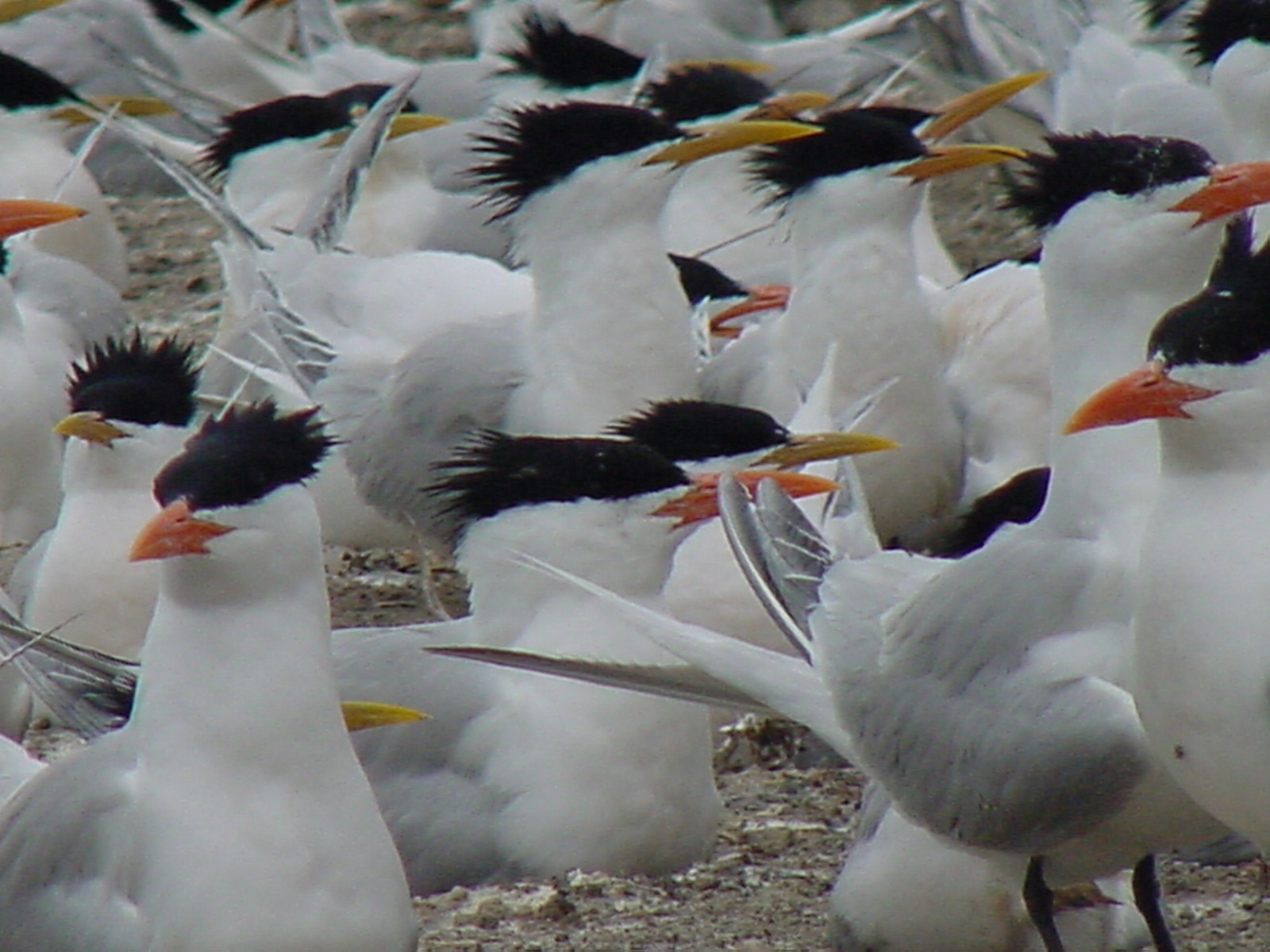 Royal Terns, Patagonia, Argentina