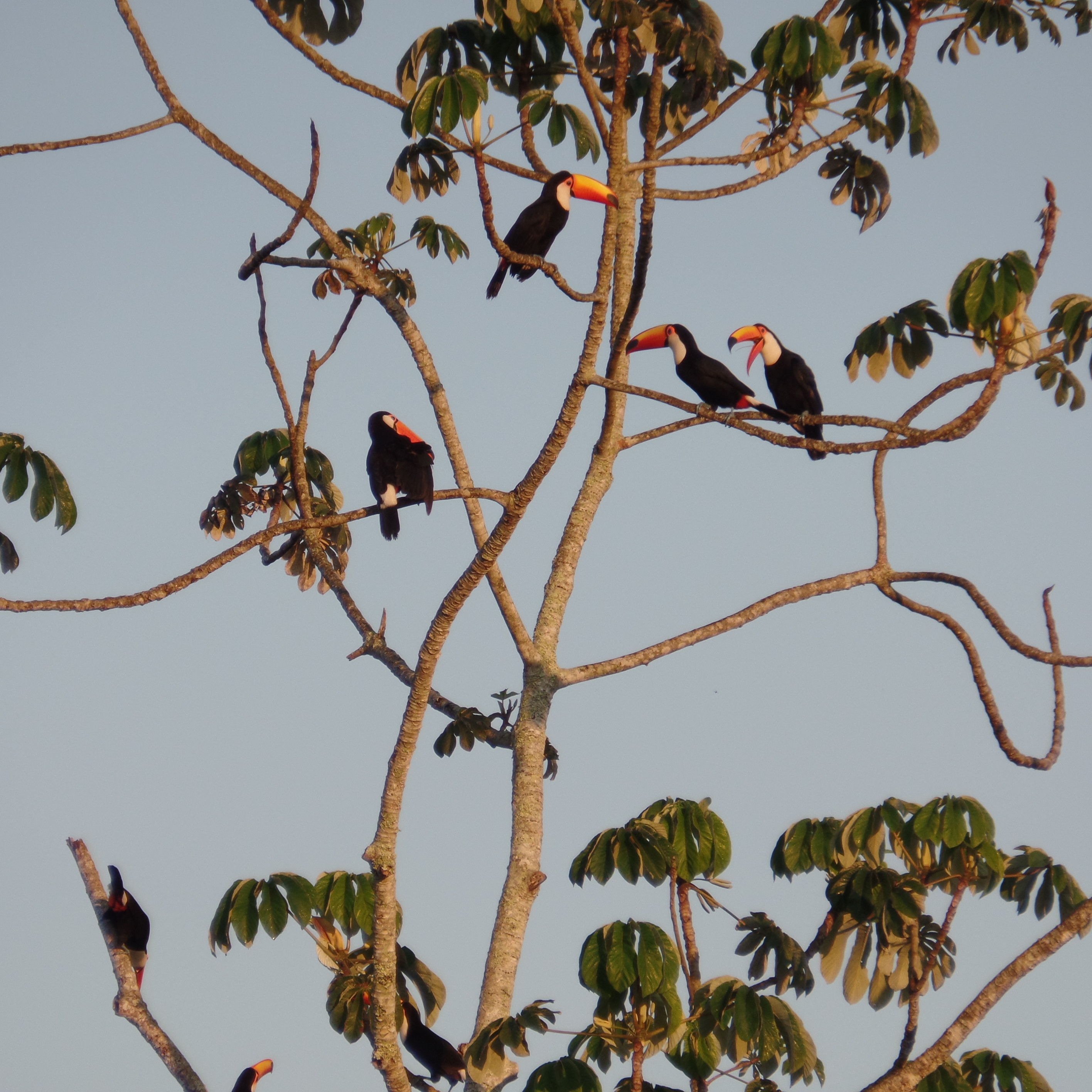 Birdwatching at Iguazu Falls, Argentina