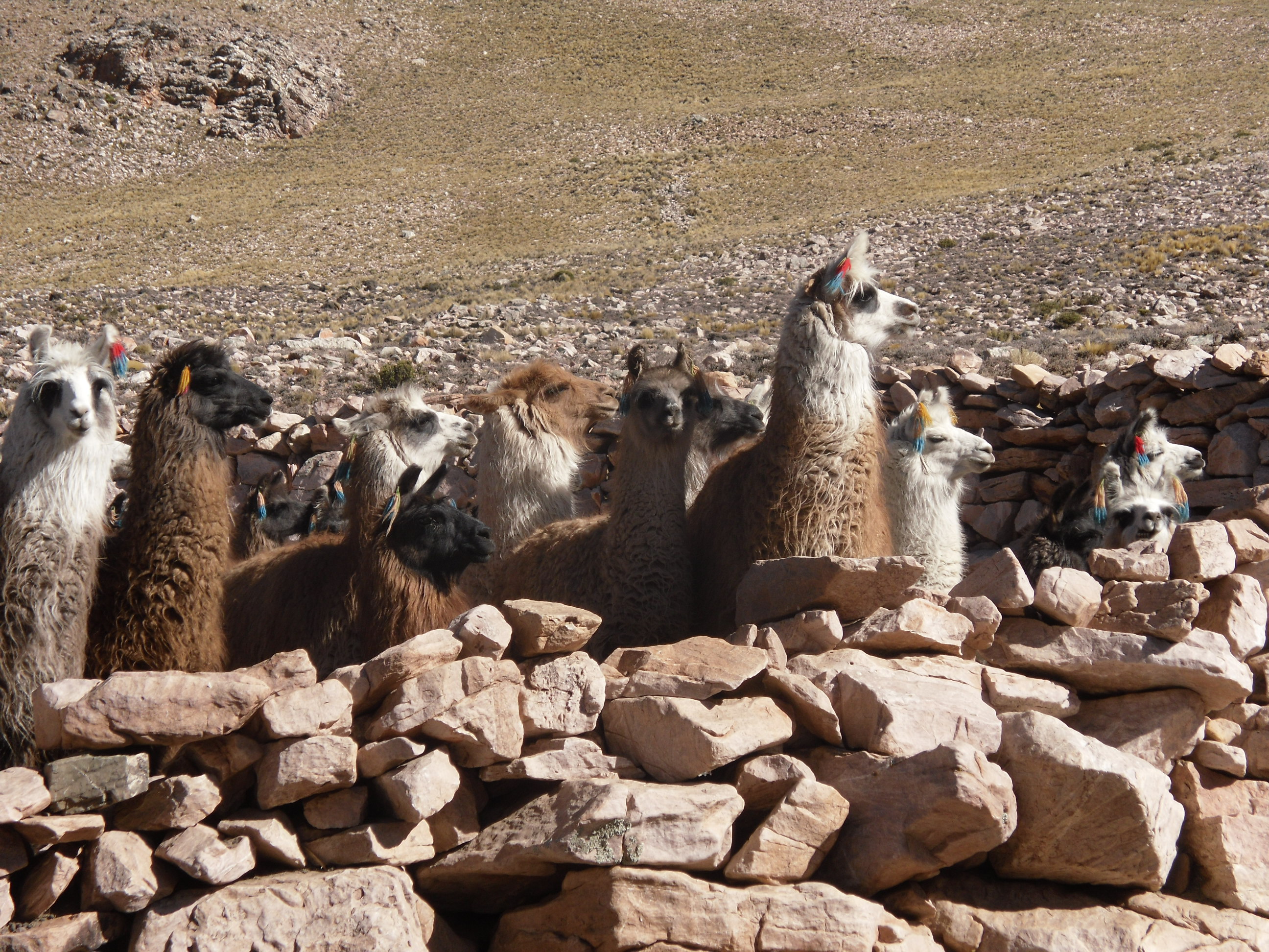 Llamas near to Salinas Grande (Great Salt Flats) Argentina