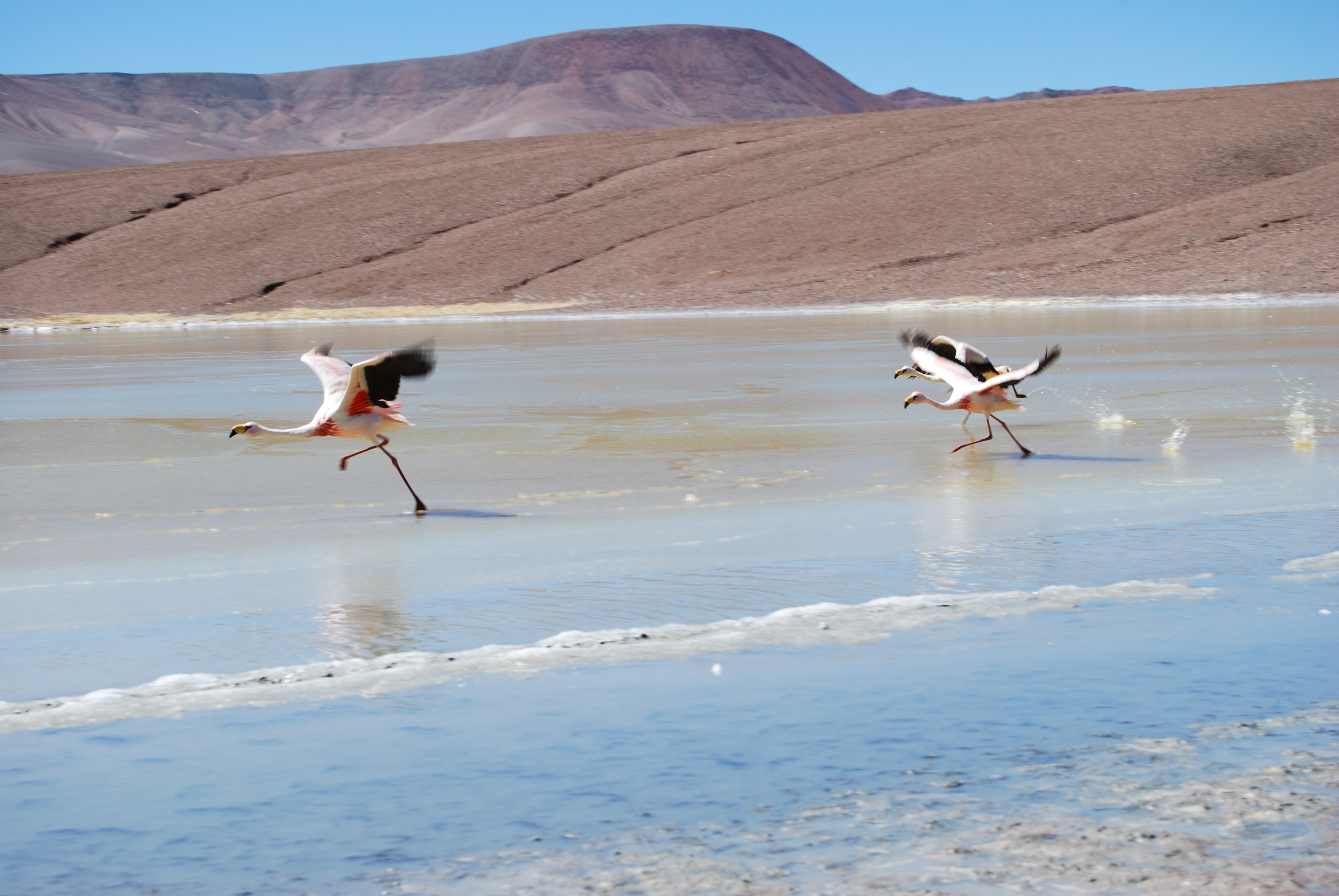 Laguna Brava Nature Reserve, La Rioja province, Argentina