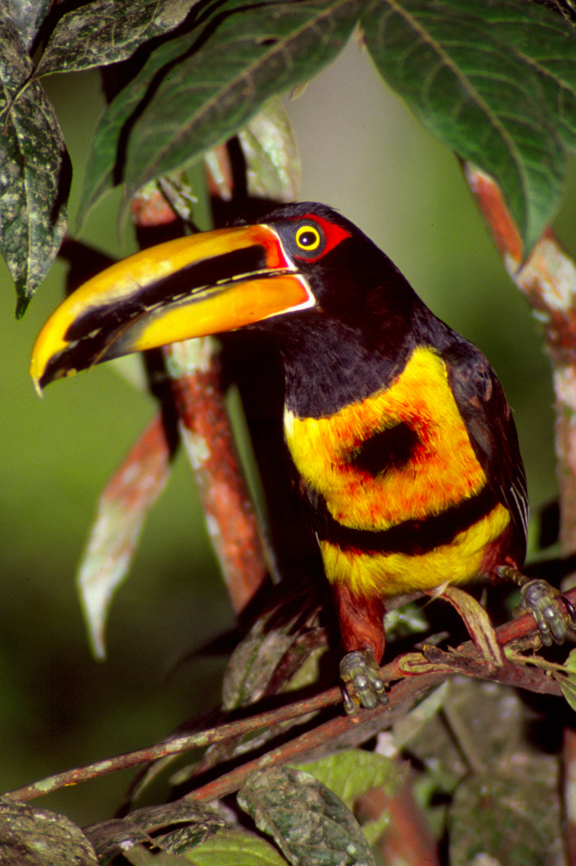 Aracari