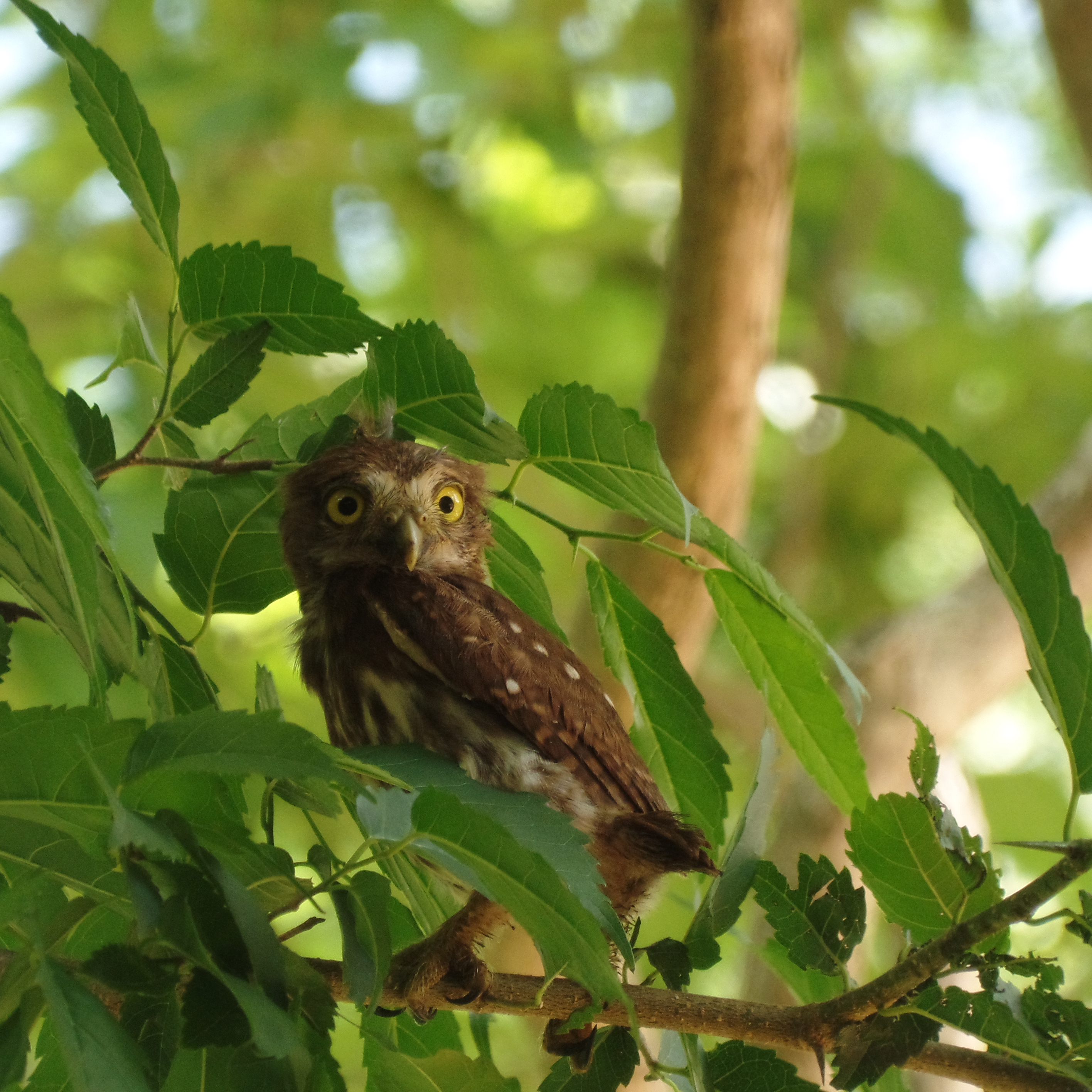 Baby ferruginous pygmy owl Nicaragua