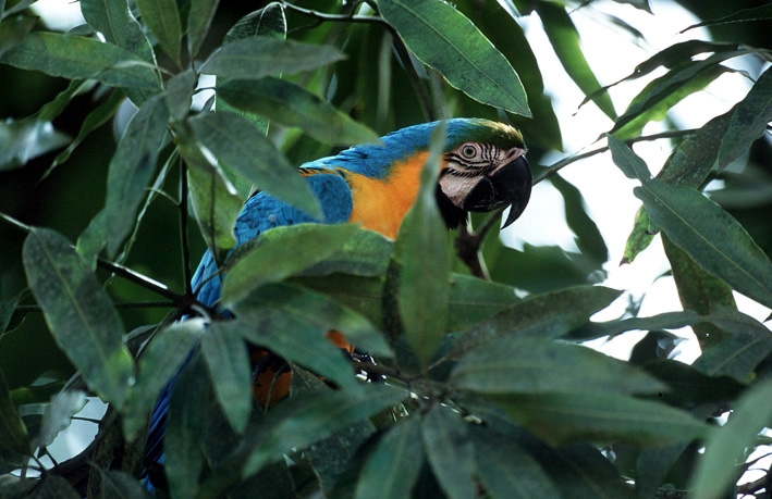 Blue and Gold Macaw