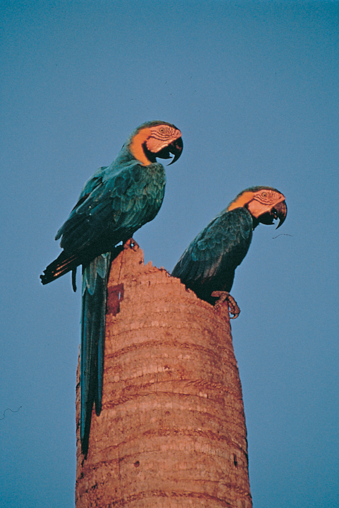 Blue and Gold Macaws