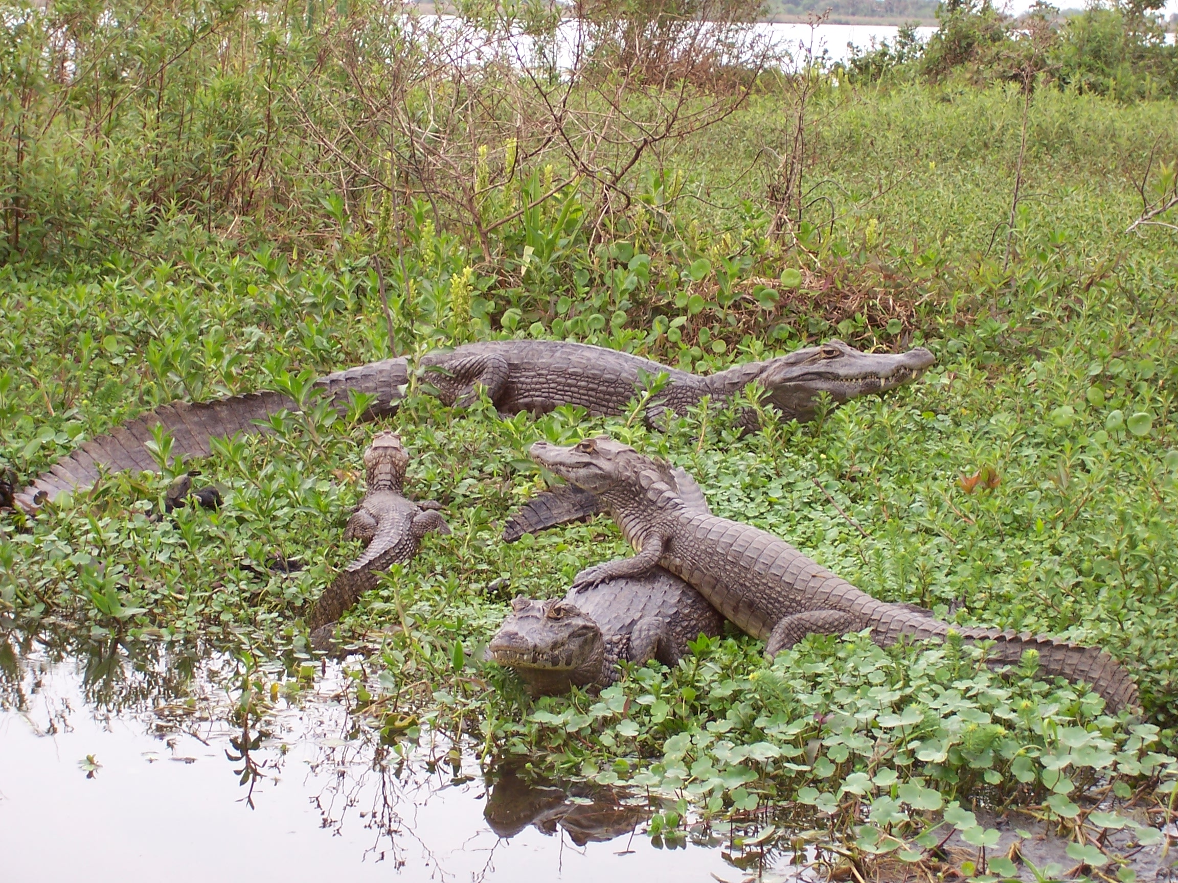 Caiman in Ibera