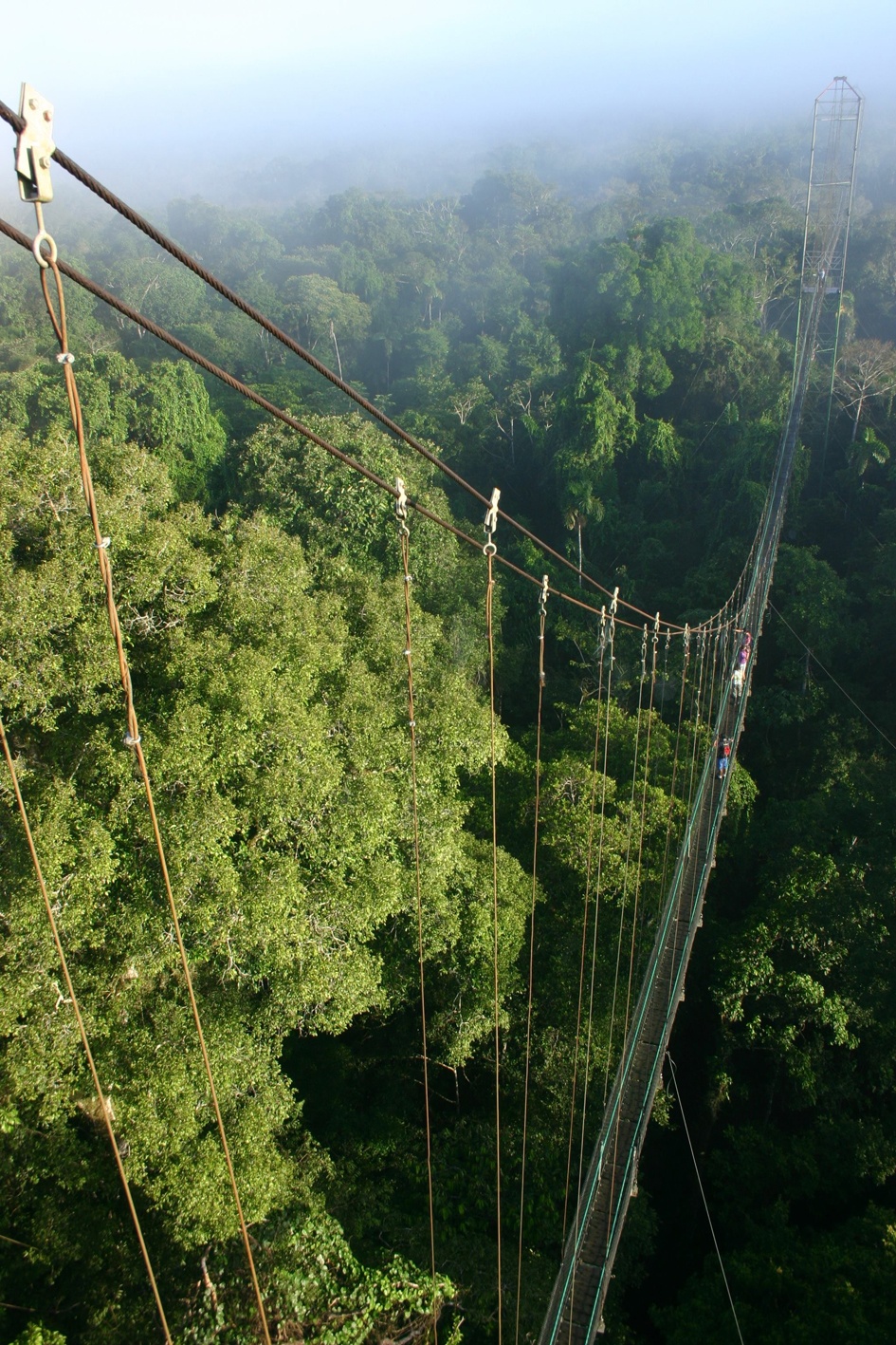 Canopy walkway at Sacha Lodge