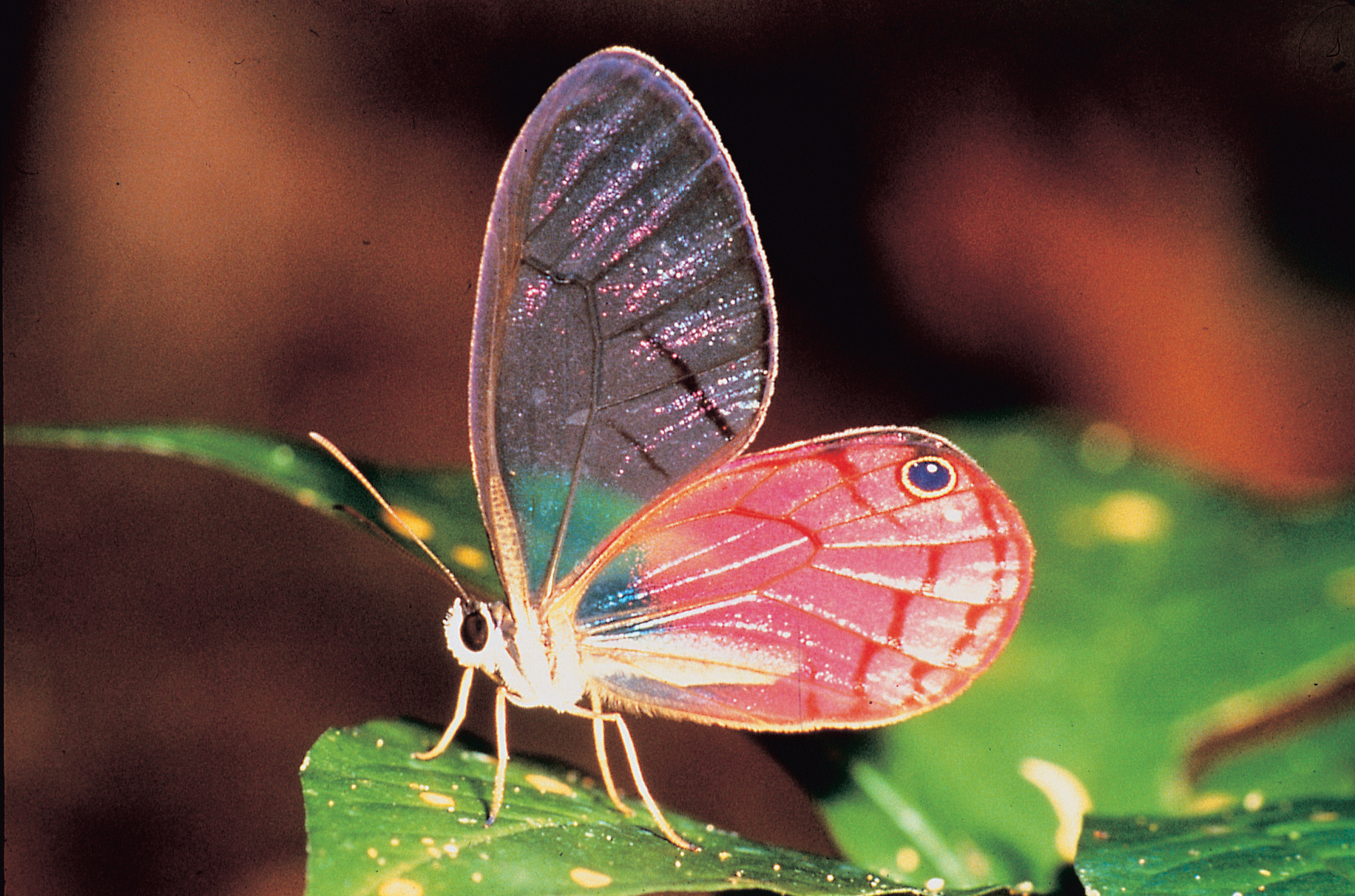 Clear Wing Butterfly
