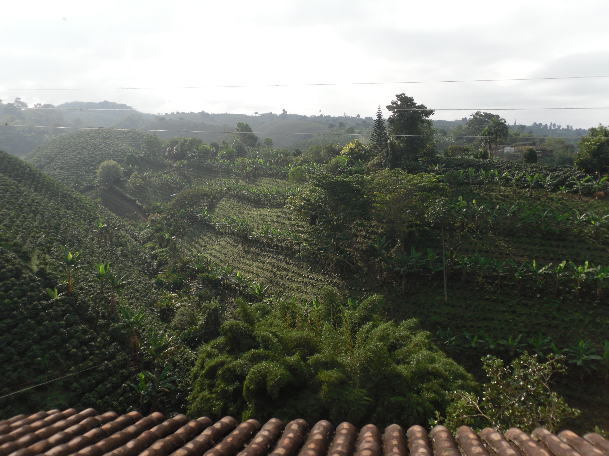 Colombia's famous Coffee Country
