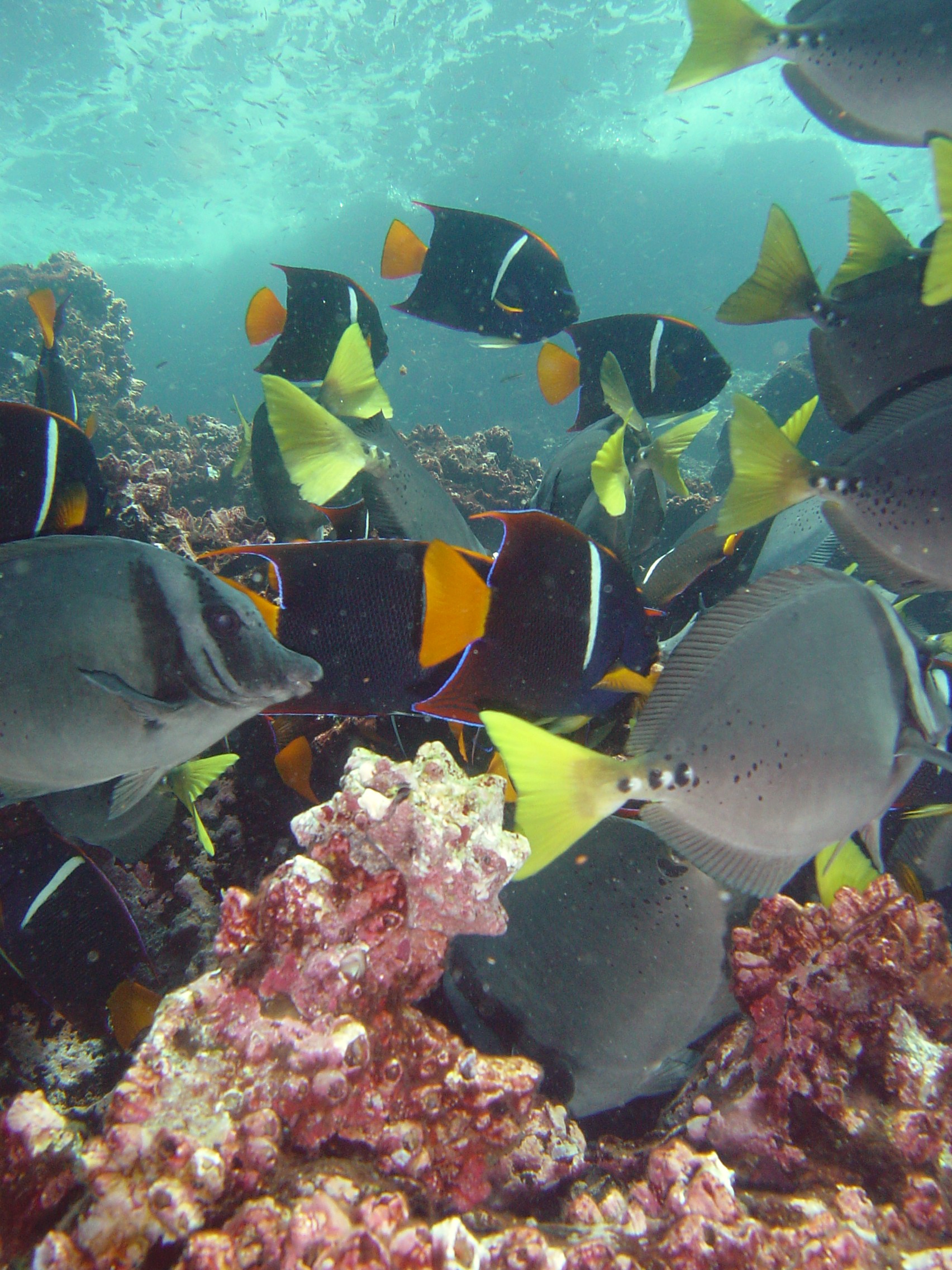 Colorful Underwater Galapagos Islands