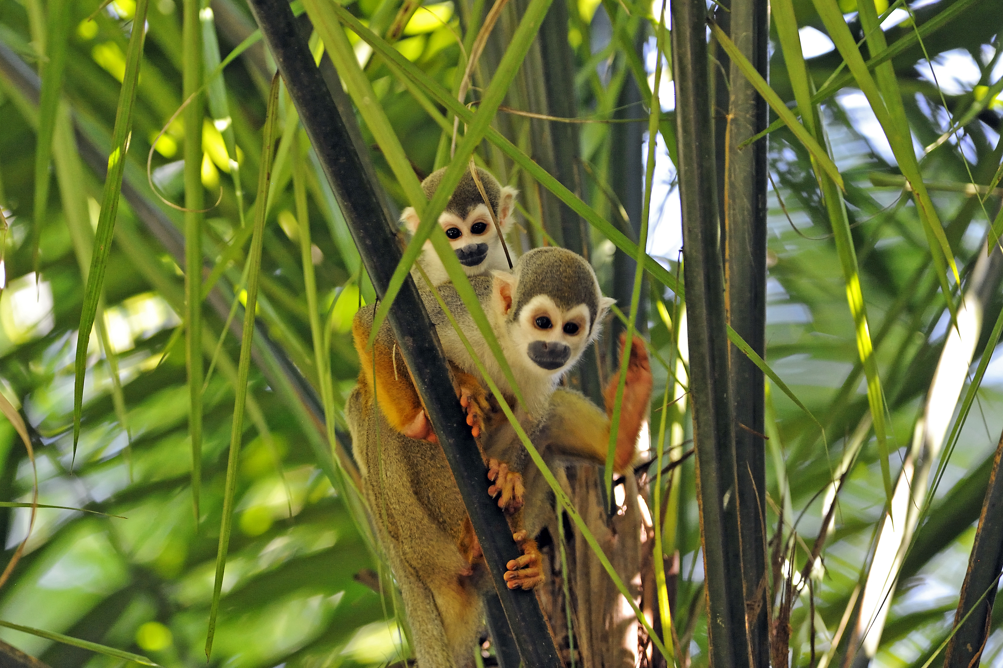 Ecuador's Amazon Basin