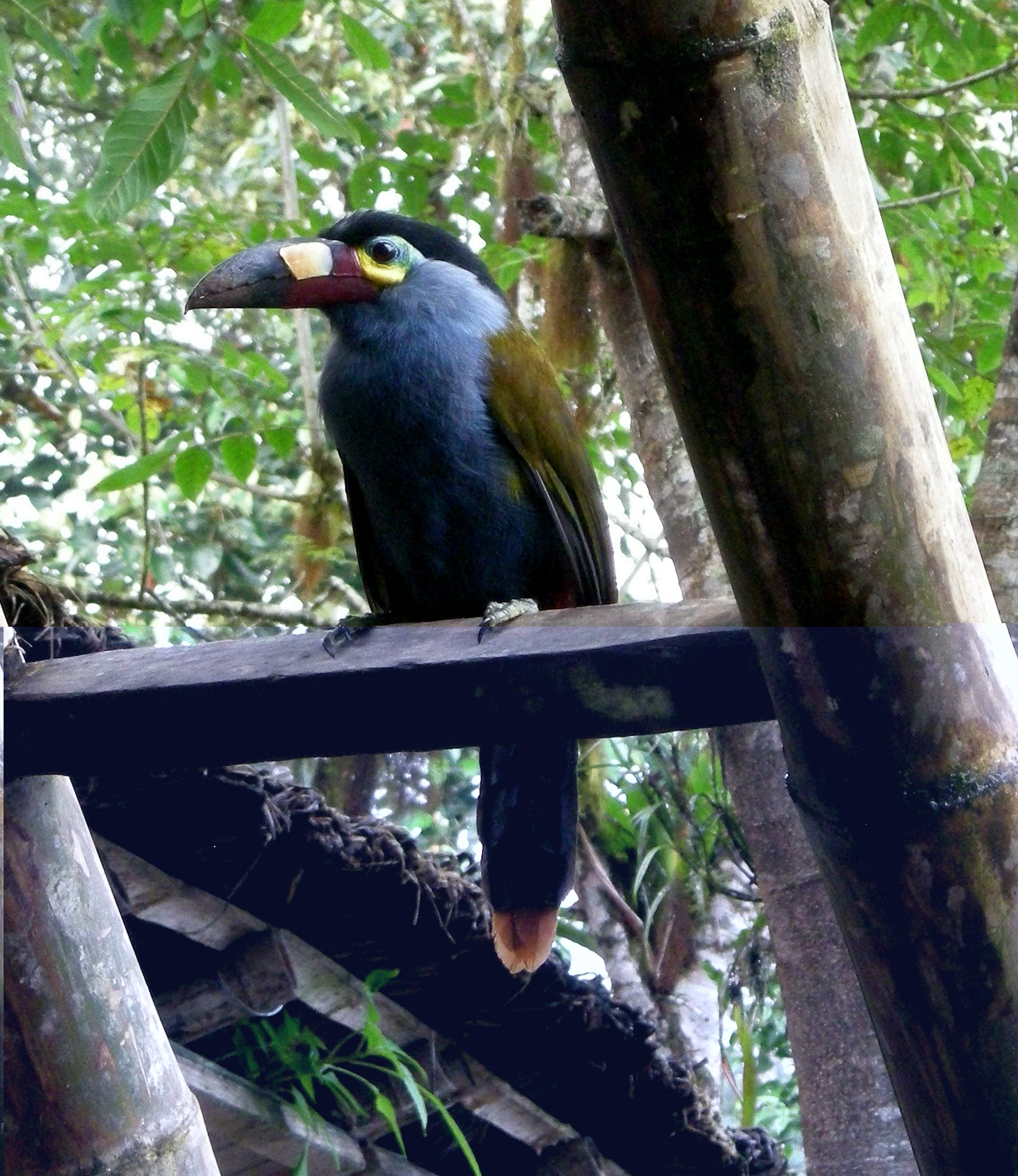 Birdwatching in Ecuador's Amazon rainforest