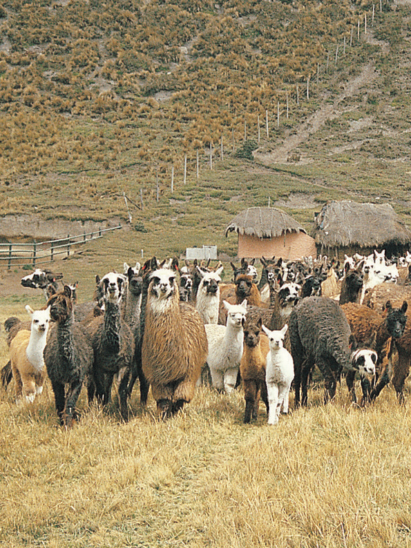 Llamas in the Andes of Ecuador