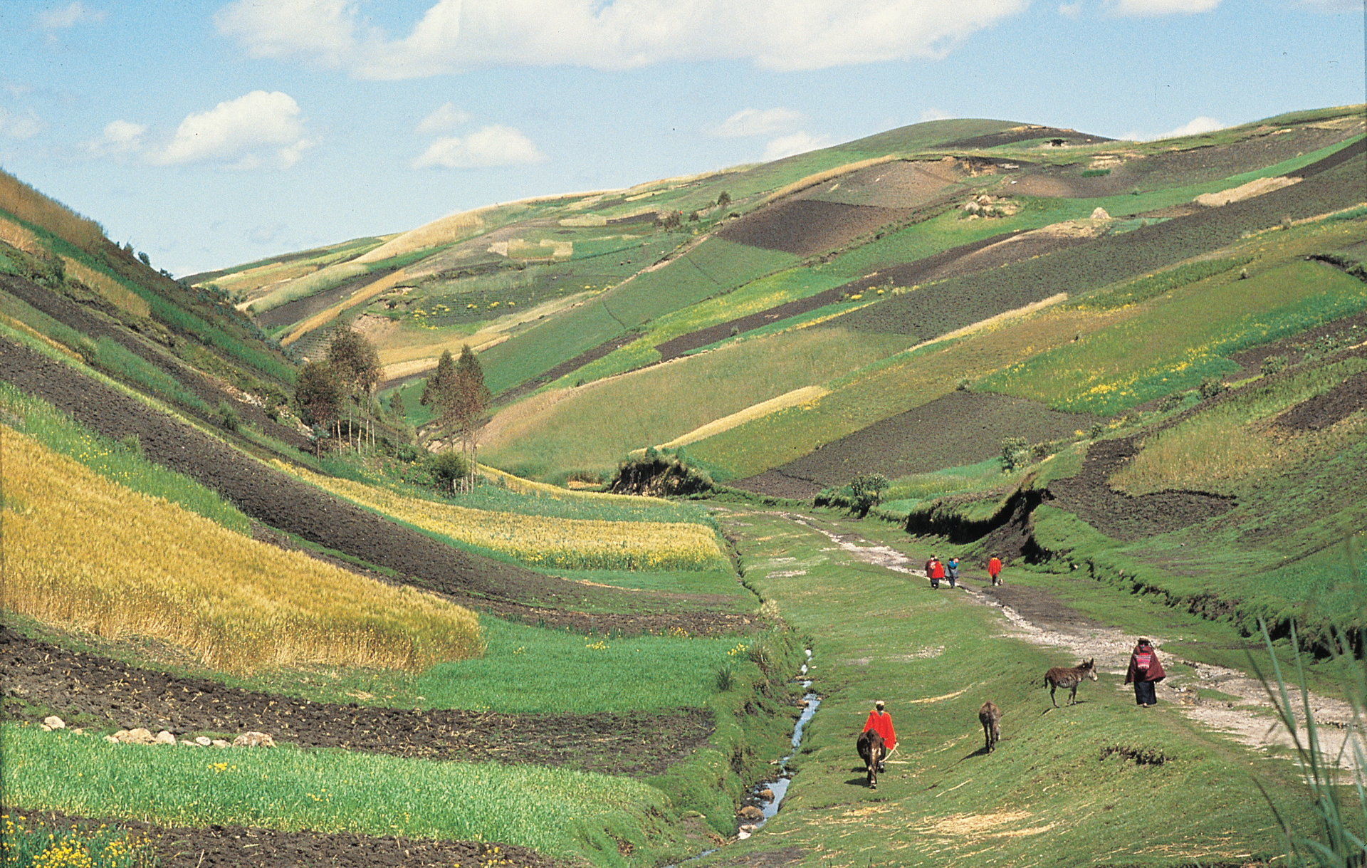 Andes countryside of Ecuador