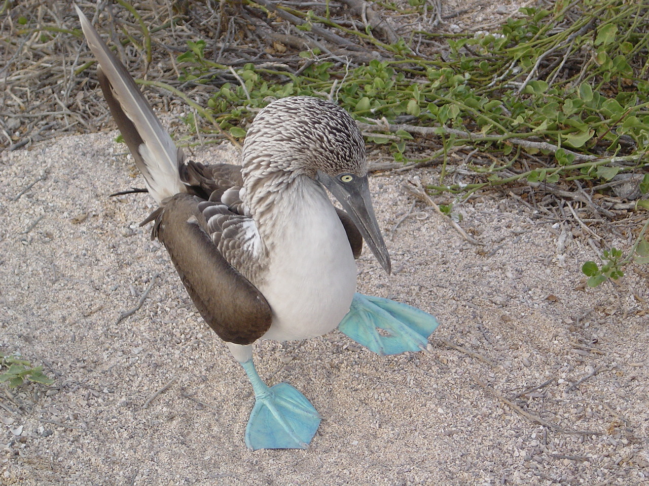 Blue Footed Booby Galapagos Islands Ecuador