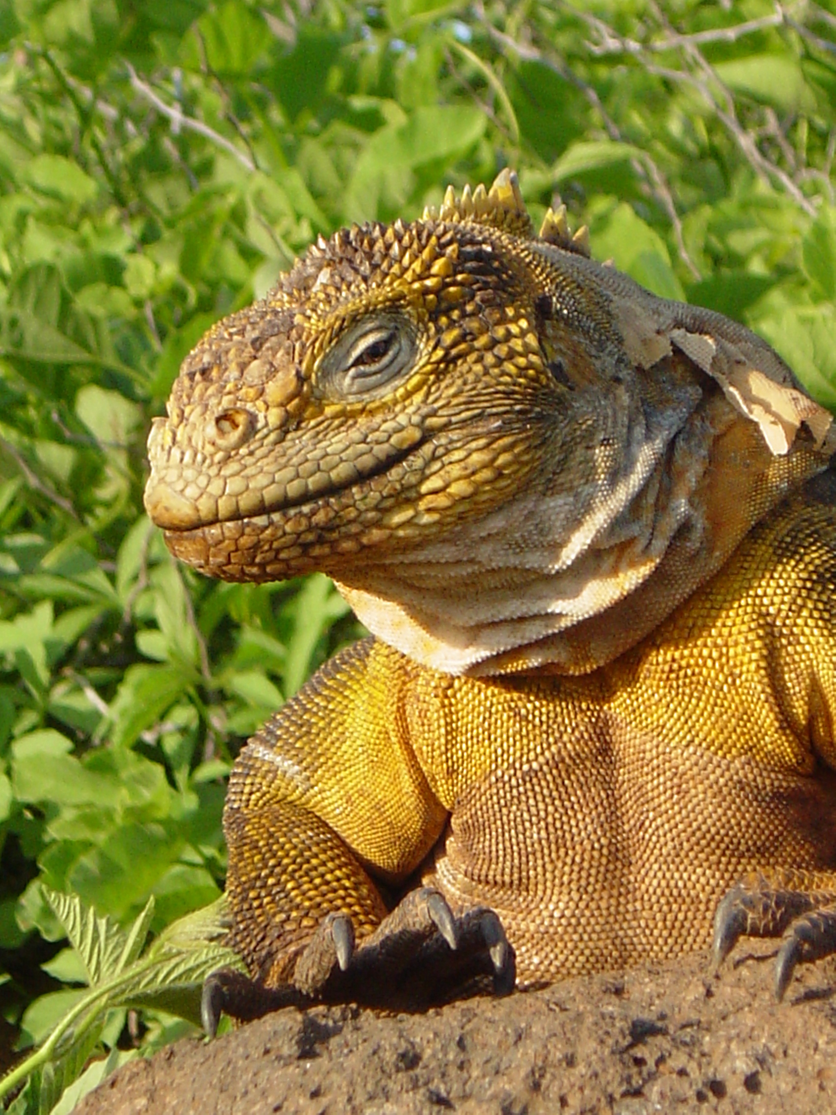 Land Iguana Galapagos Islands Ecuador