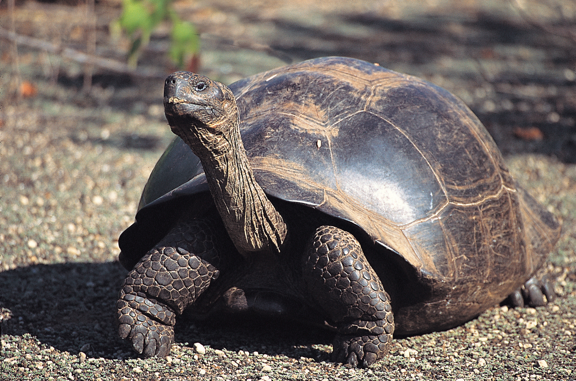 Galapagos Tortoise Galapagos Islands Ecuador