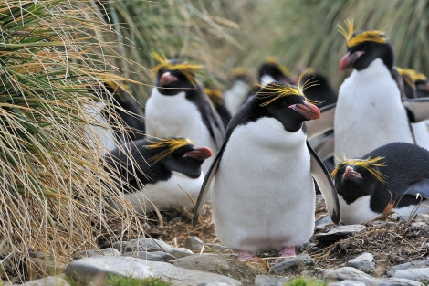 Macaronia Penguins