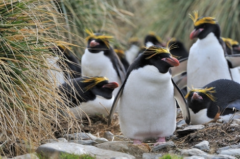 Macaronia Penguins