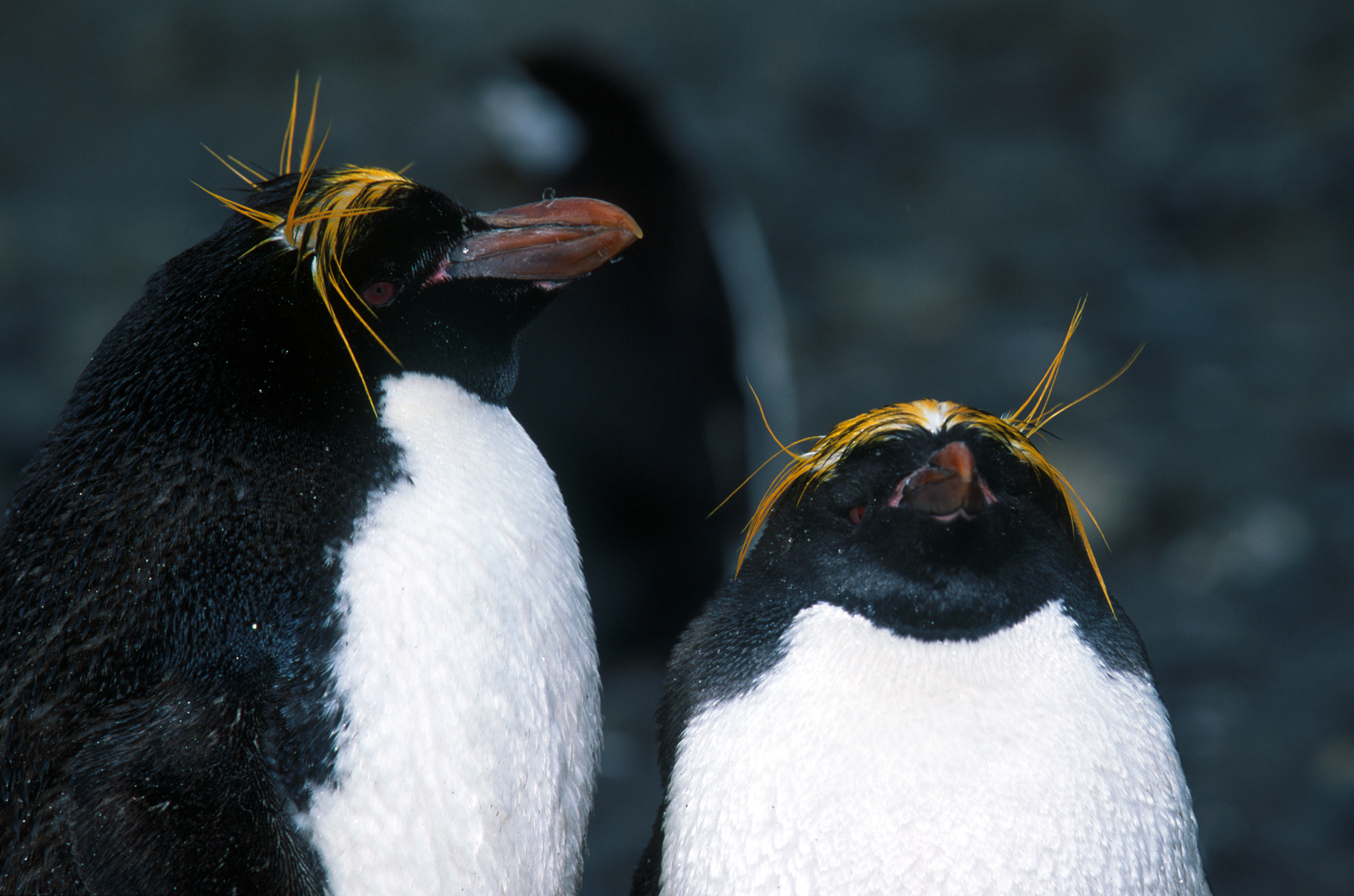 Macaroni penguins Antarctica photo by FrancoBanfi