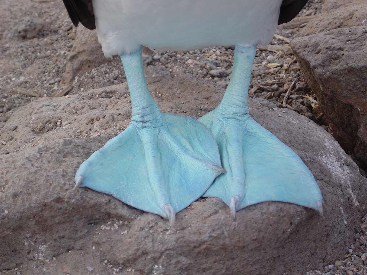 Galapagos Islands-Blue Footed Booby feet