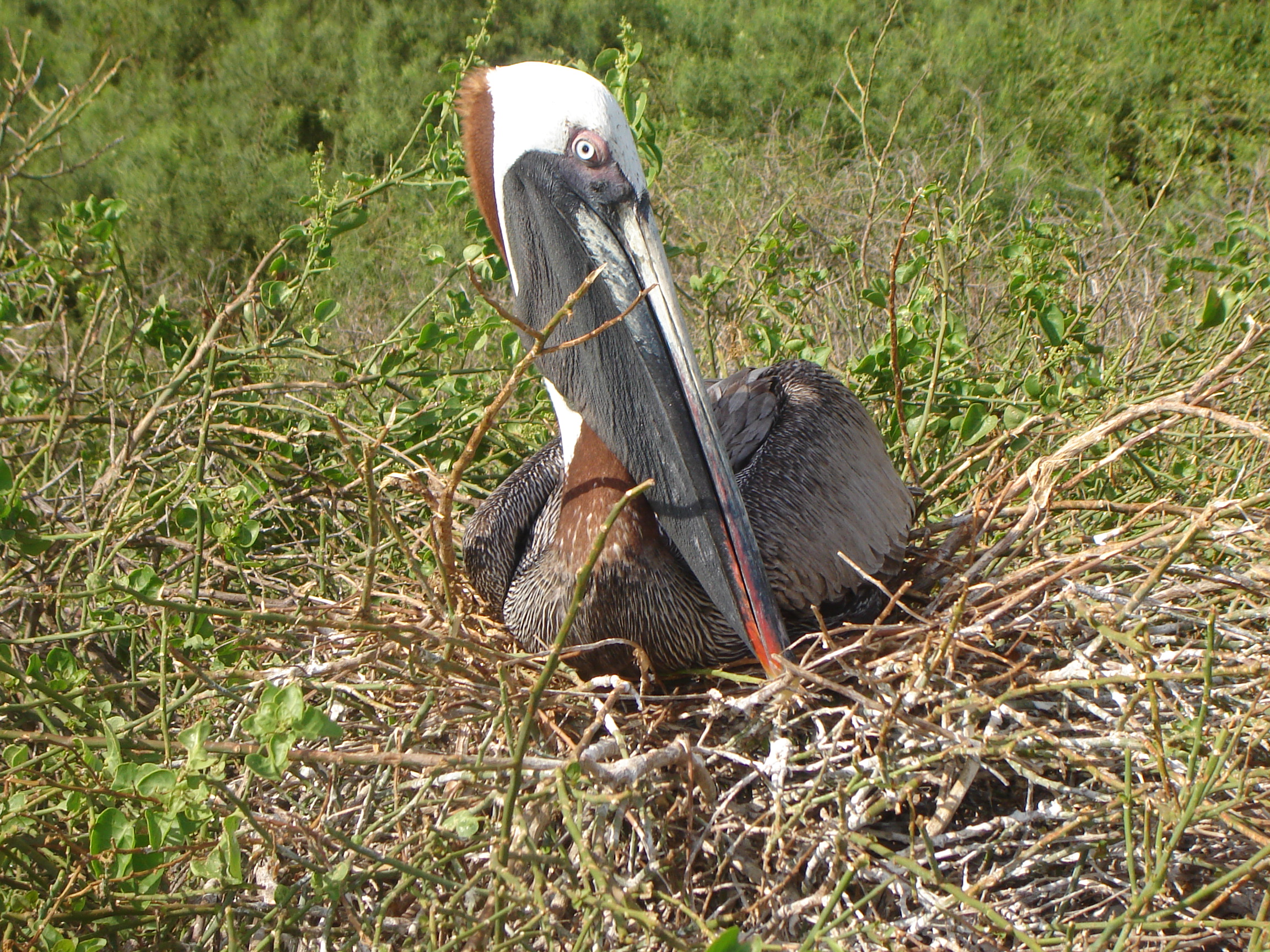 Galapagos Islands-Brown Pelican