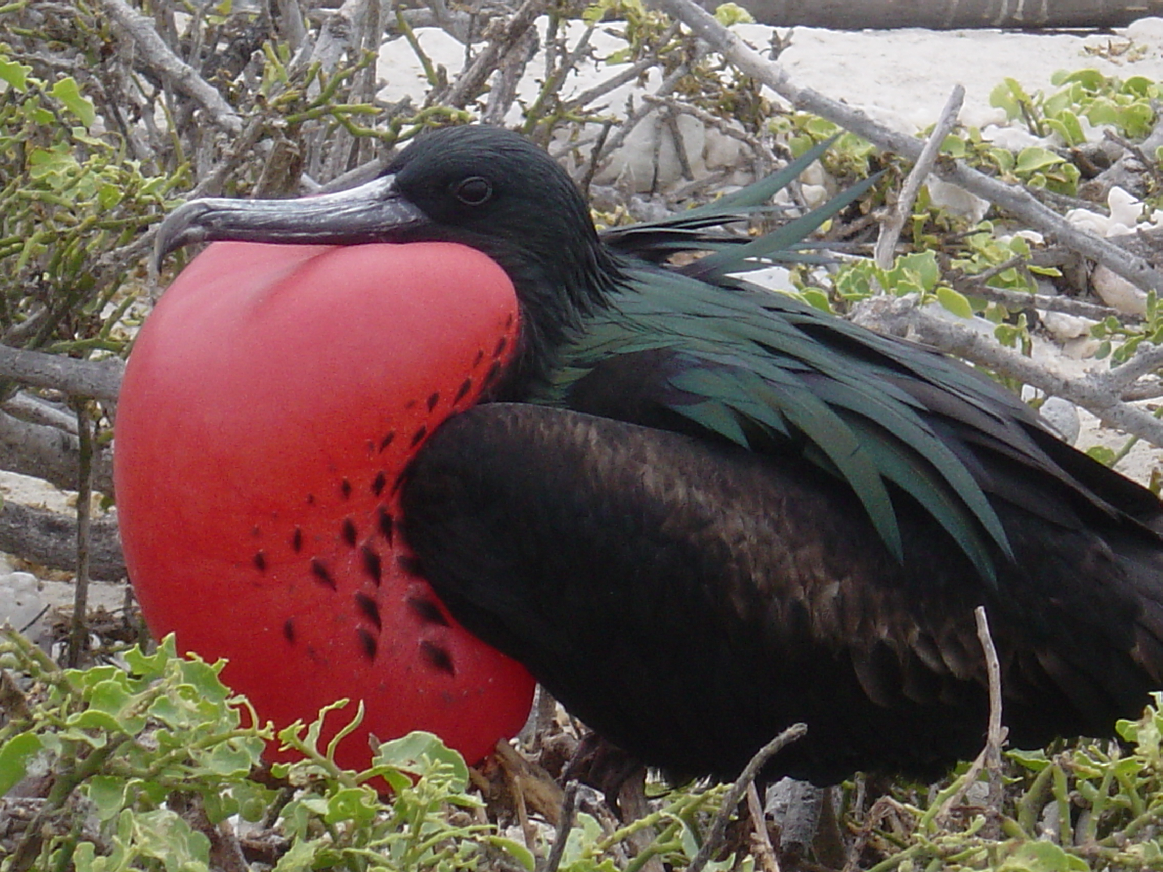 Galapagos Islands-Frigate Bird