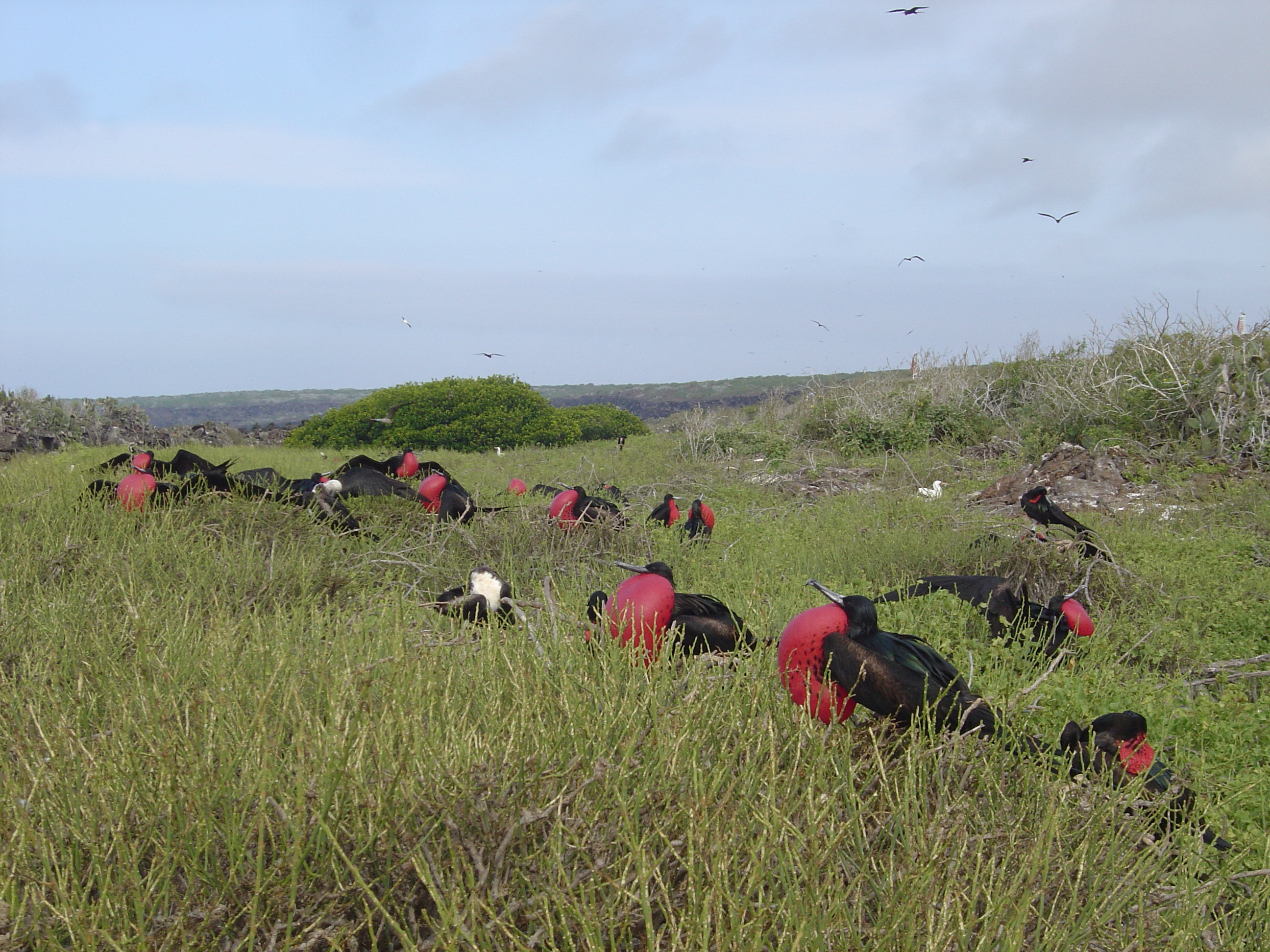 Galapagos Islands-Nesting Frigate Birds