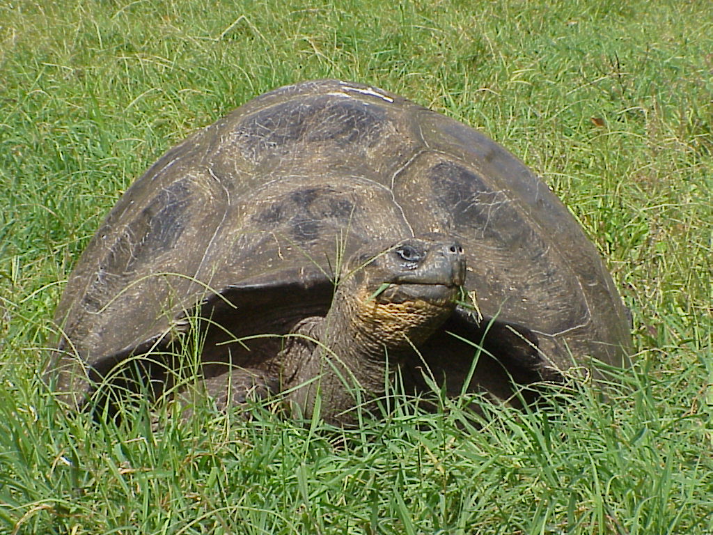 Galapagos Islands-Galapagos Tortoise