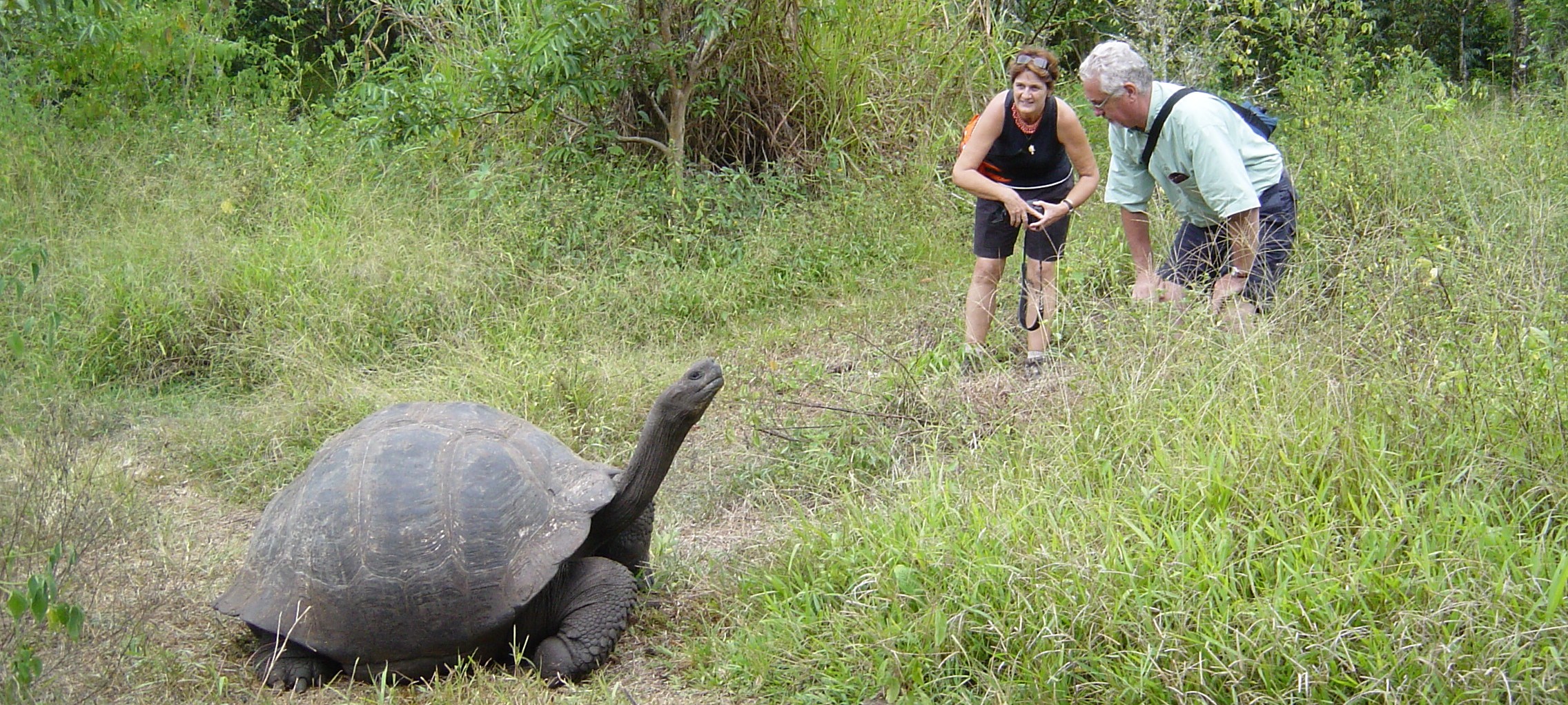 Galapagos Islands-Galapagos Tortoise in Highlands of Santa Cruz Island