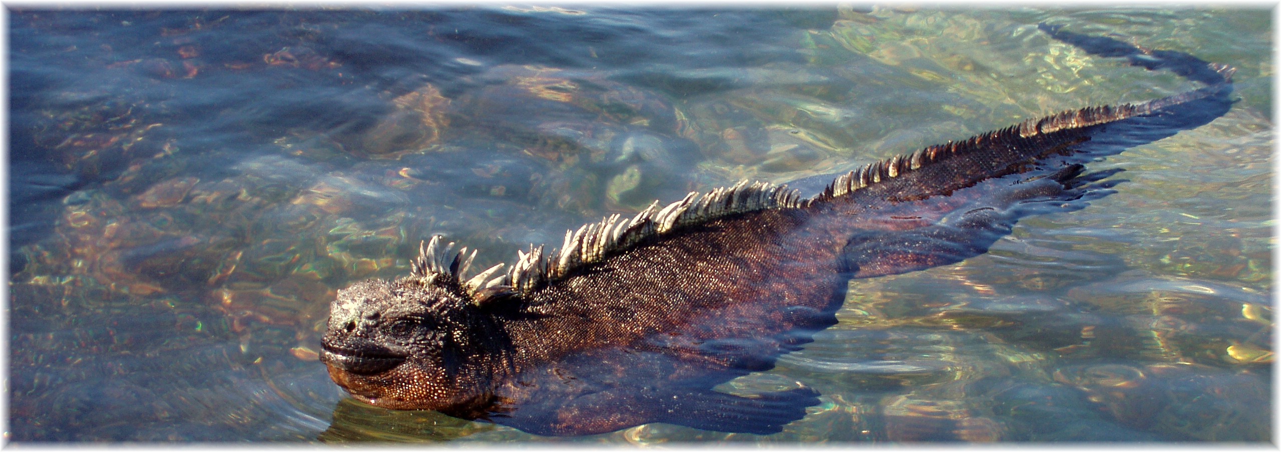 Galapagos Islands-Marine Iguana swimming