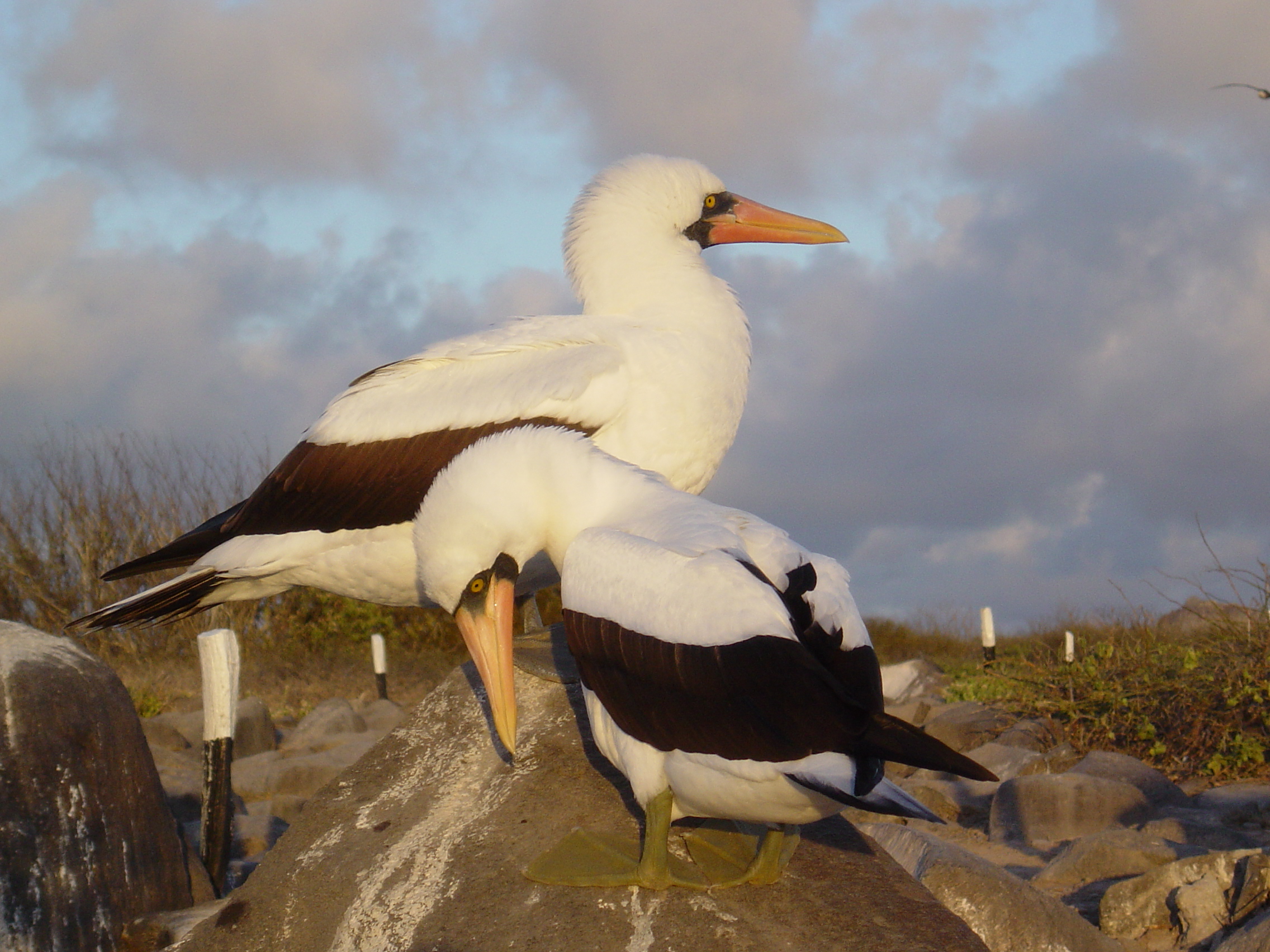 Galapagos Islands-Nazca Boobies