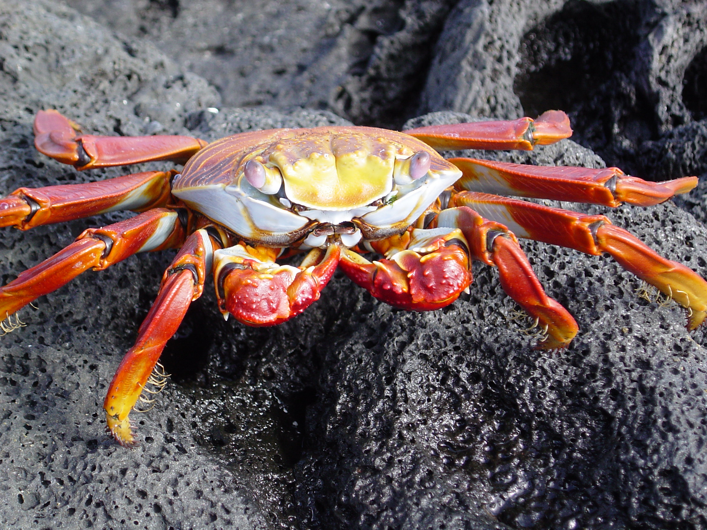 Galapagos Islands-Sally Lightfoot Crab