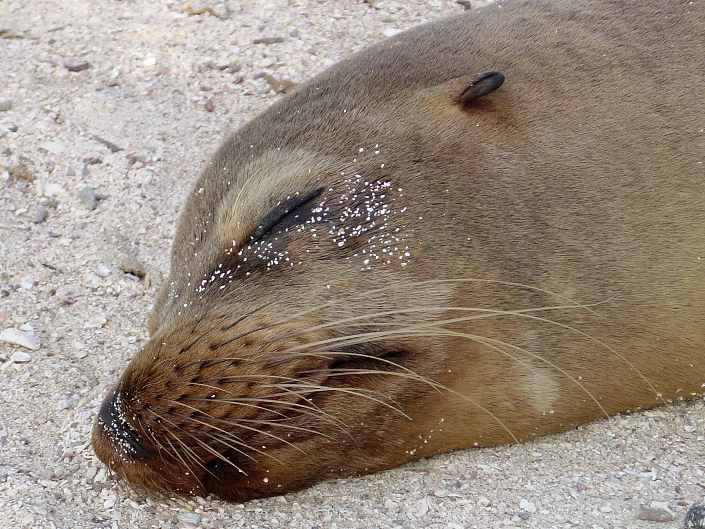 Galapagos Islands-Sleeping Sea Lion