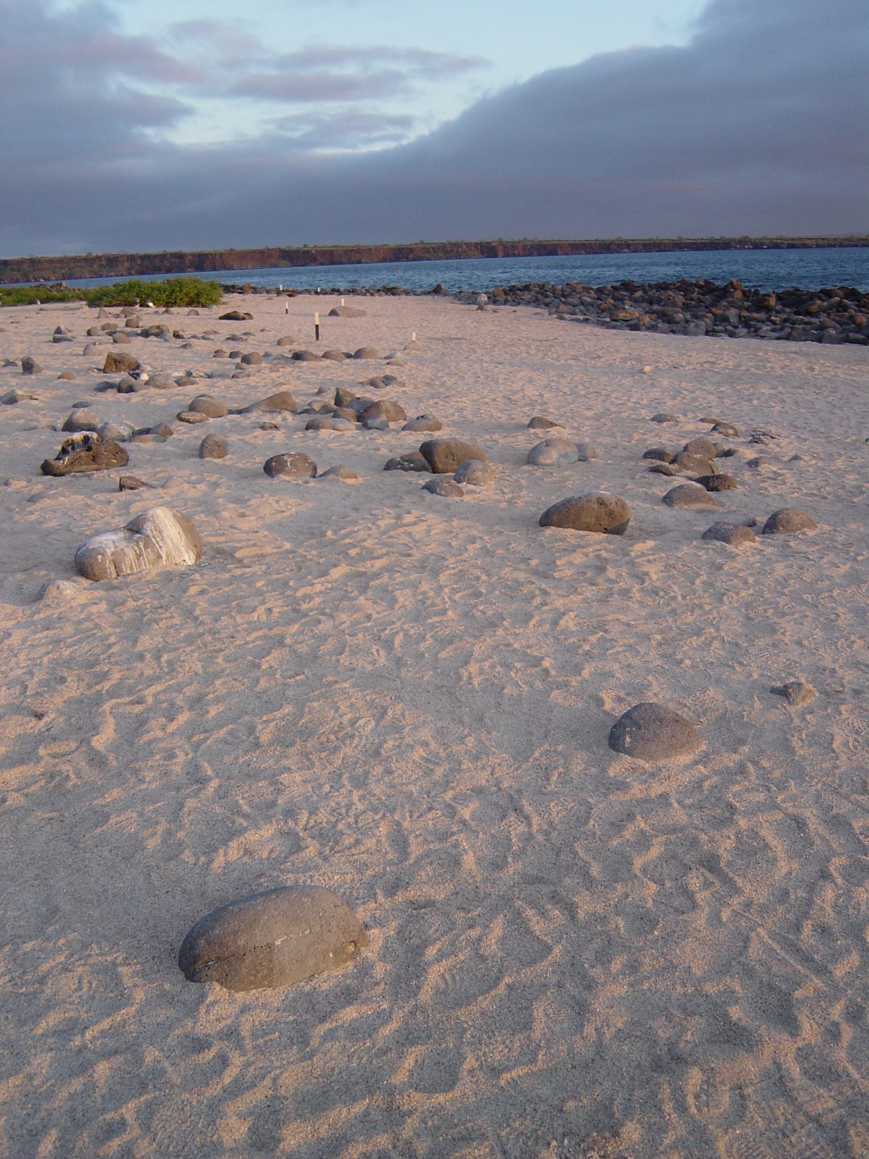 Galapagos Islands Beach