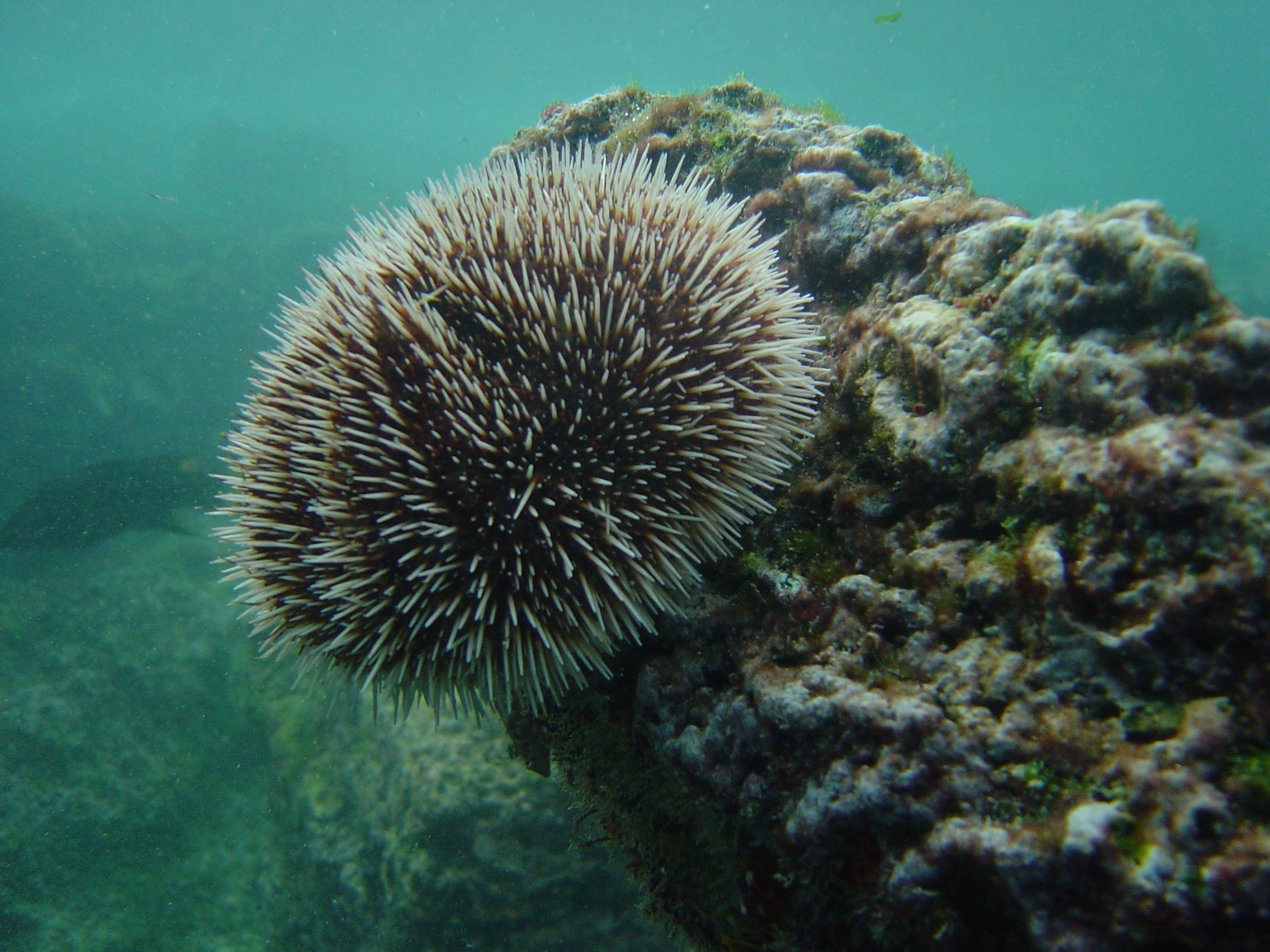 Galapagos Islands Sea Urchin