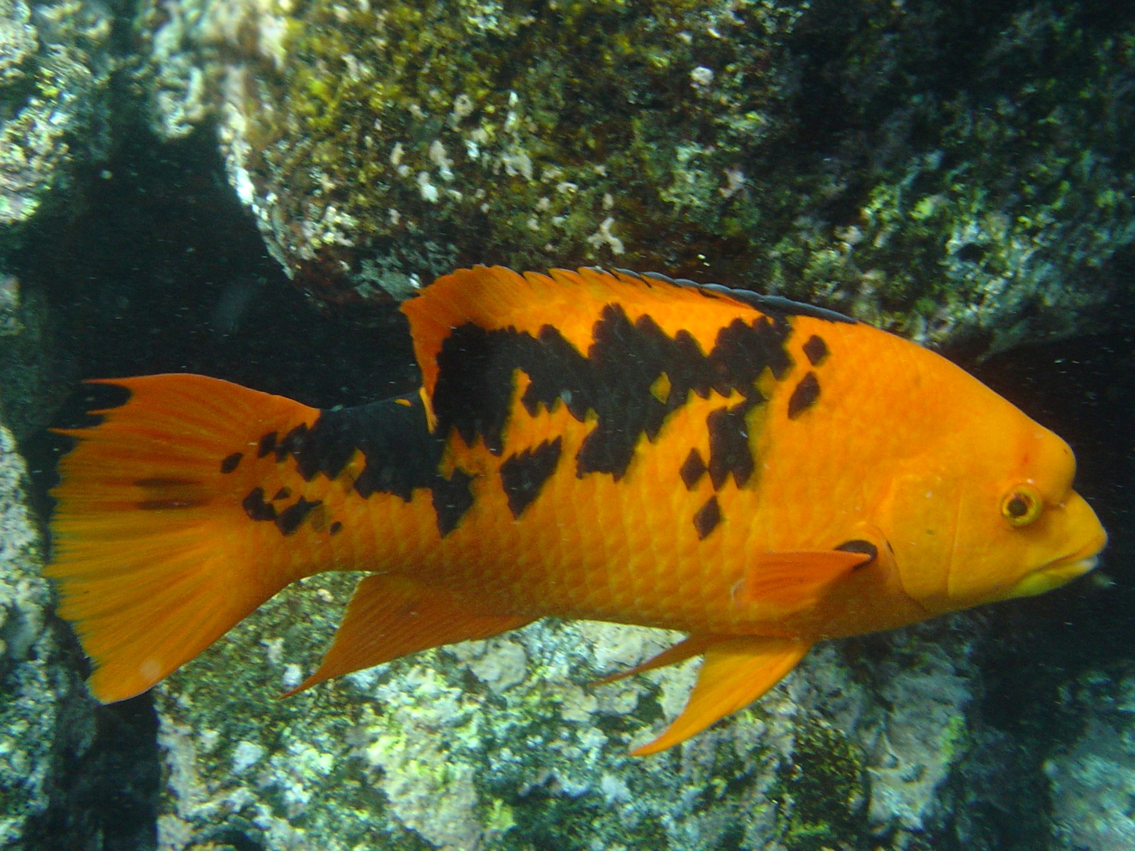 Galapagos Islands underwater