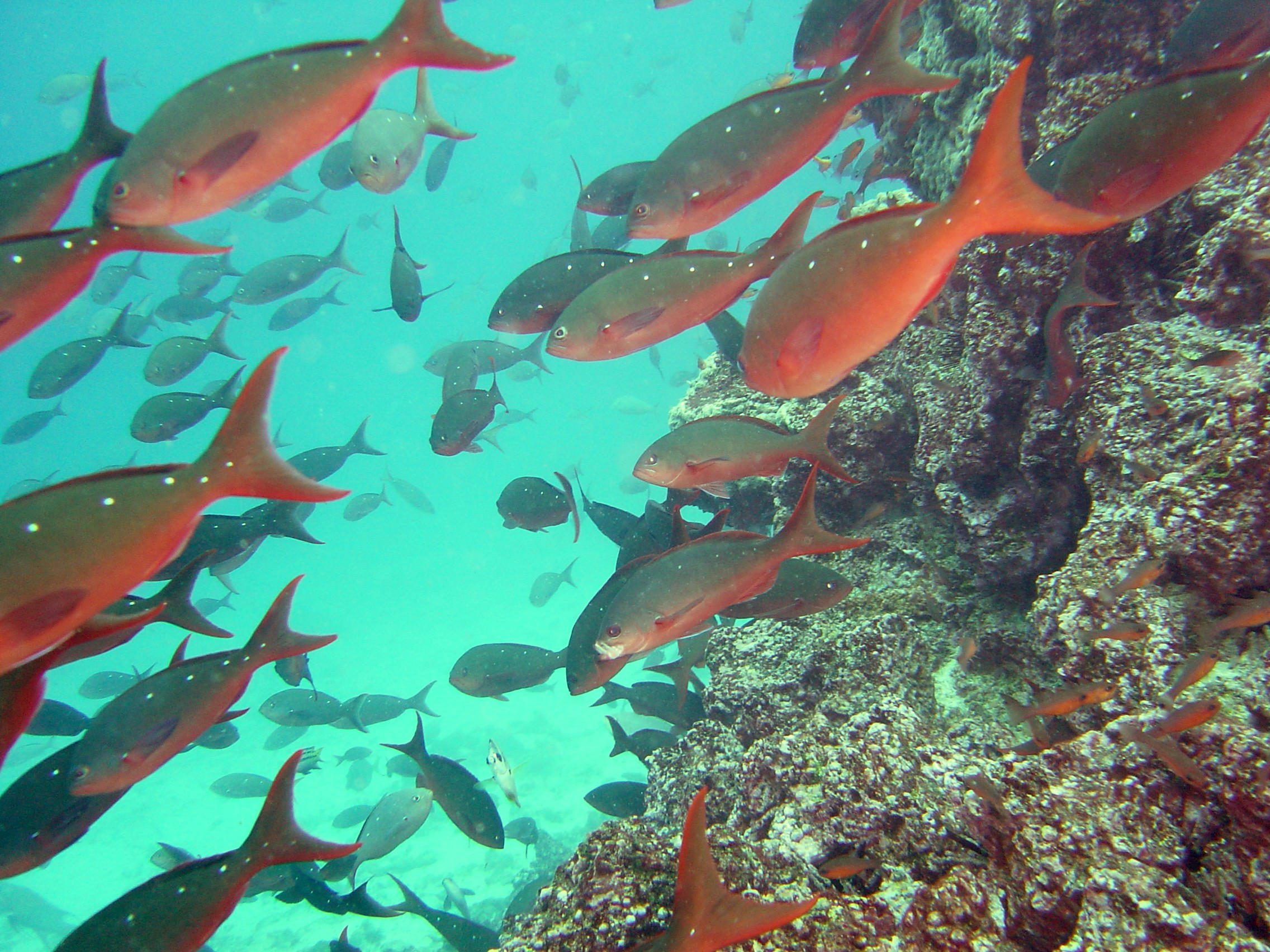 Galapagos Islands Snorkeling