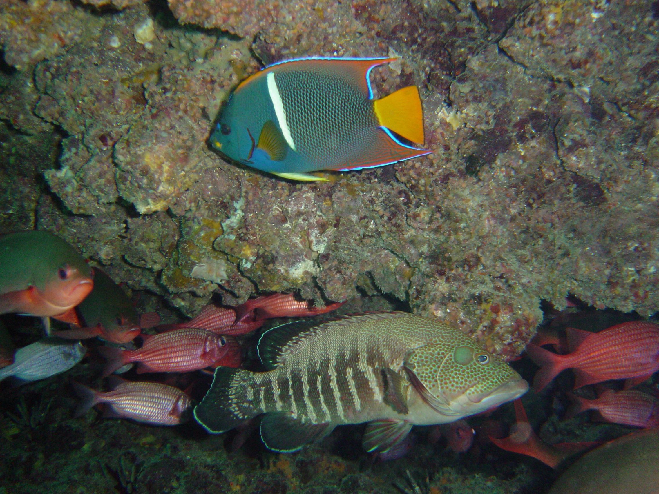 Galapagos Islands snorkeling adventure