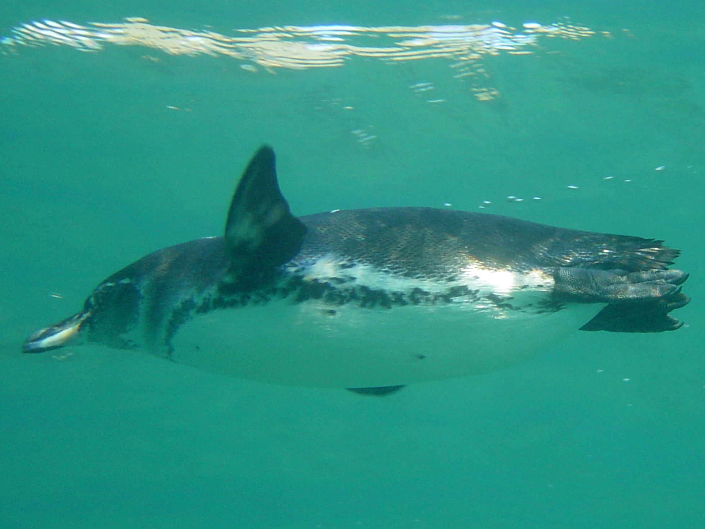 Galapagos penguin