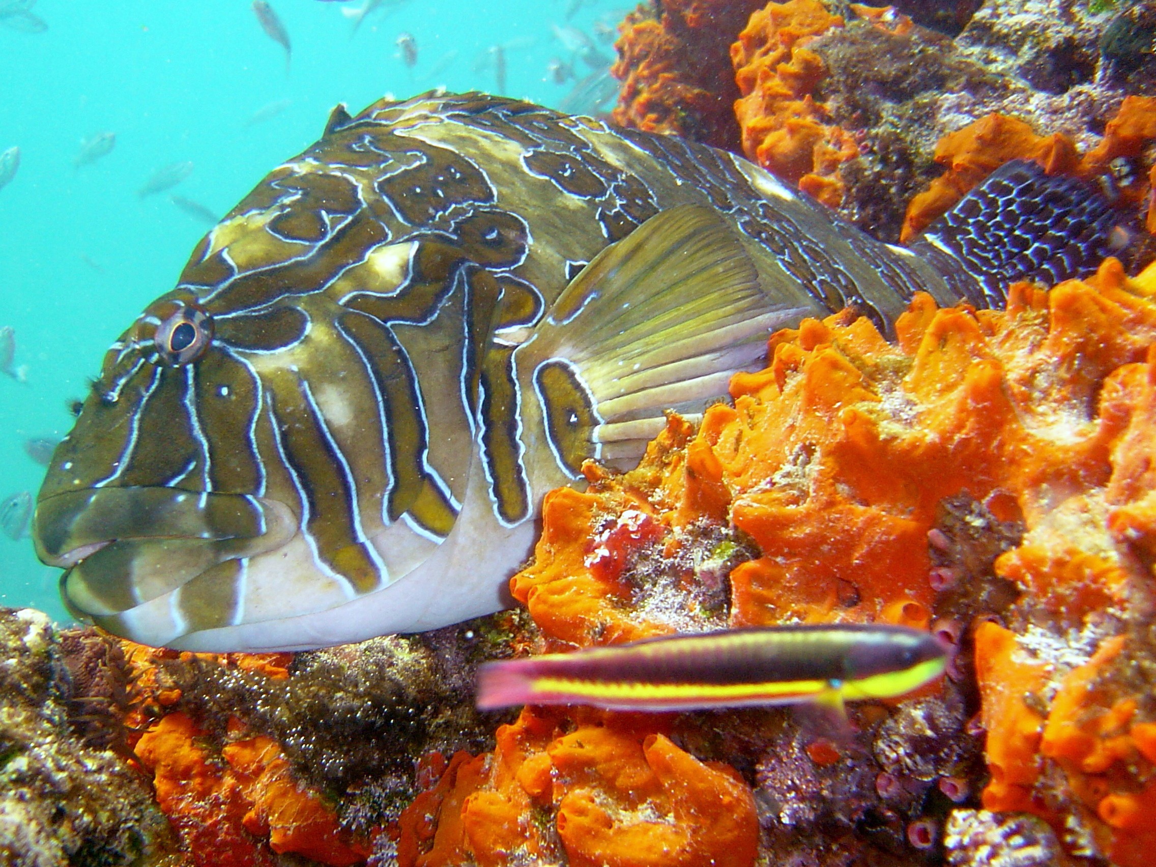 Galapagos Underwater