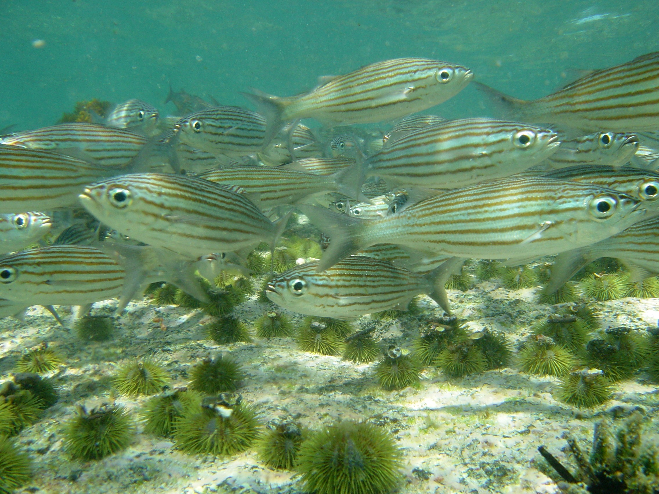 Galapagos Islands Snorkeling fun