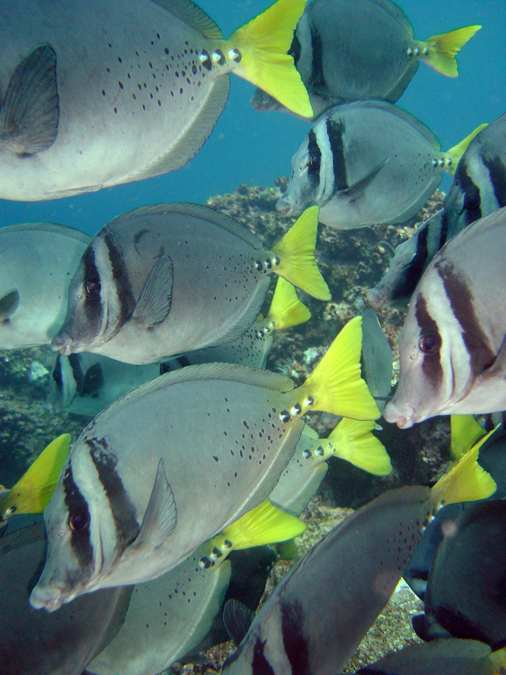 Galapagos Islands snorkeling scene