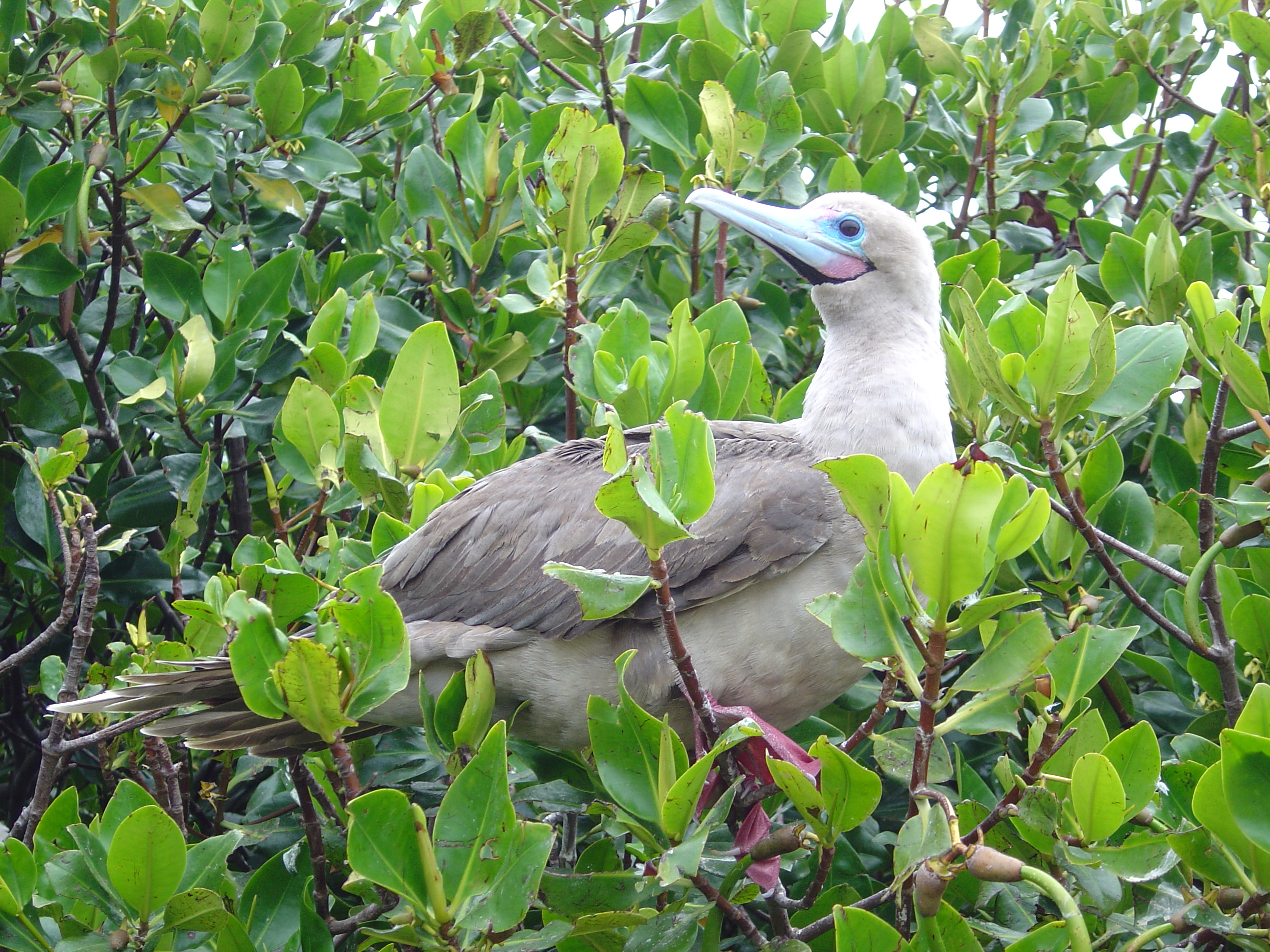 Galapagos Islands-Red Footed Booby
