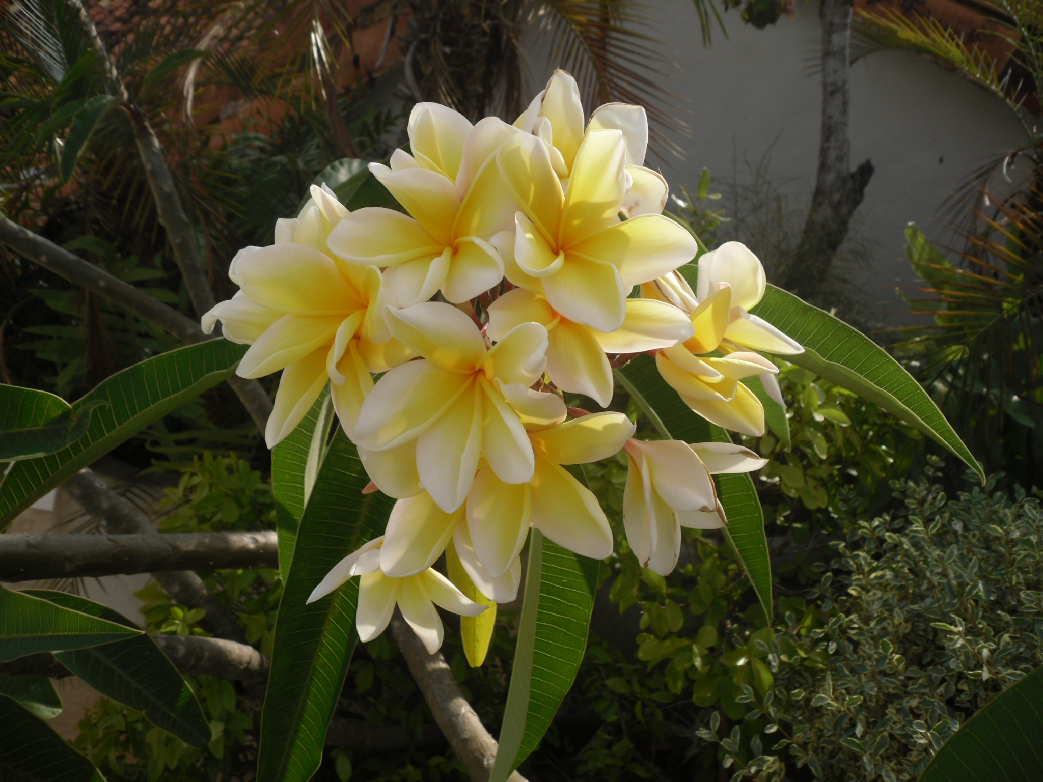 flowers in the park in Barichara Colombia