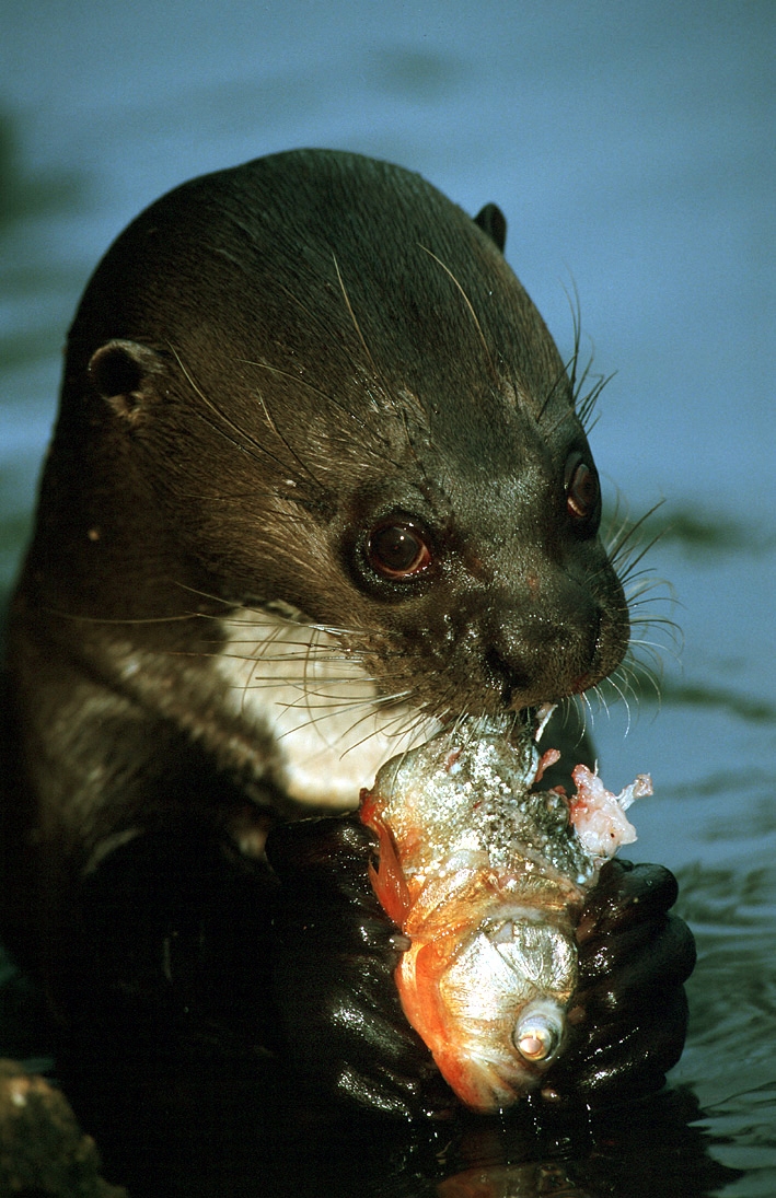 Giant River Otter