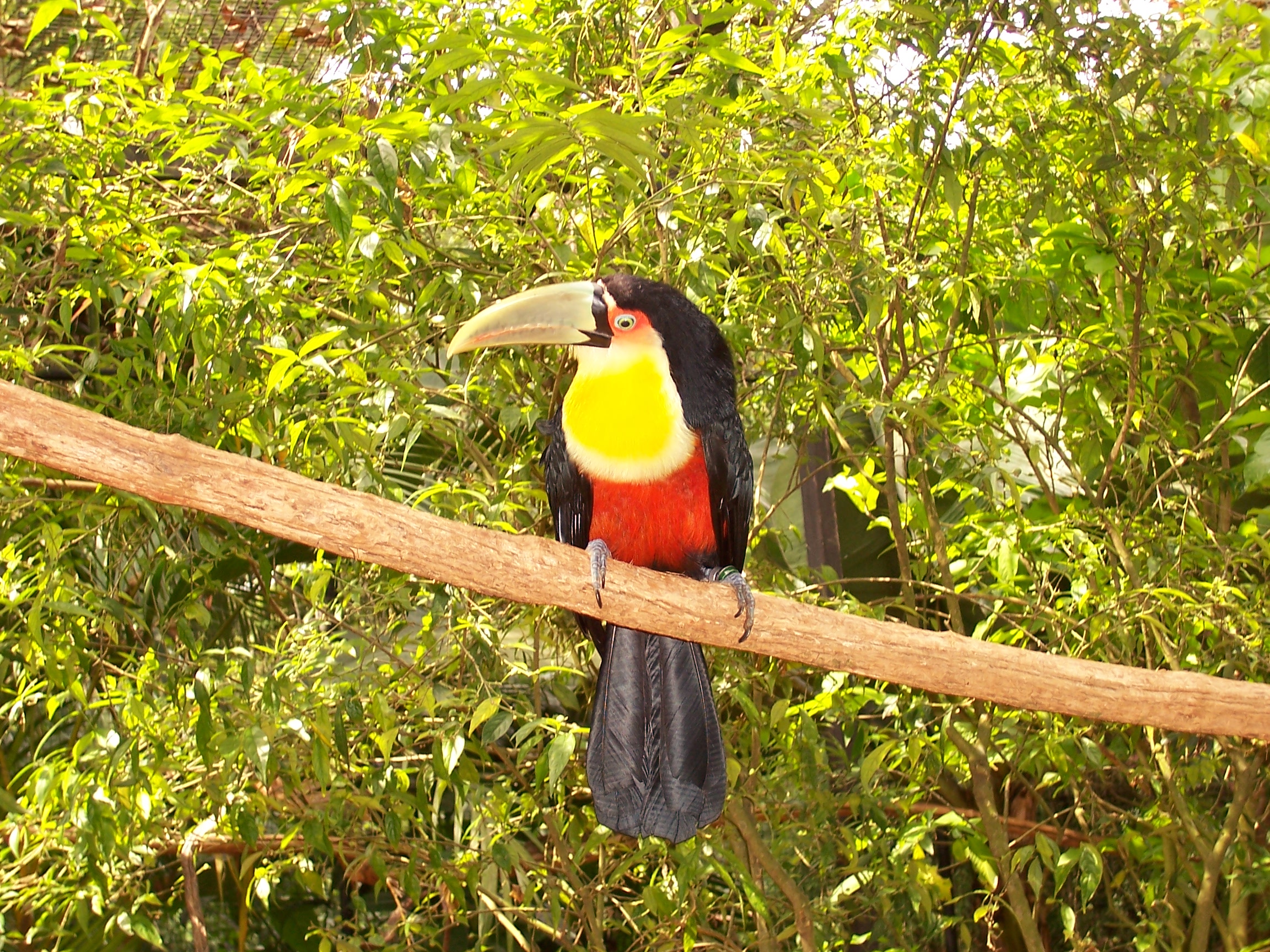 Green Billed Toucan