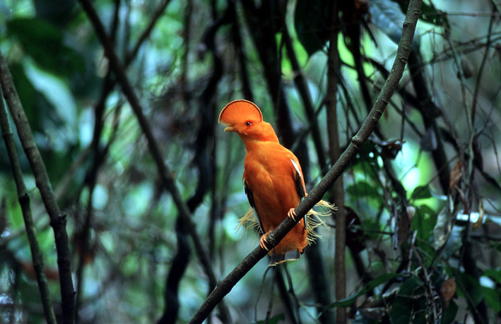 Guianan Cock of the Rock