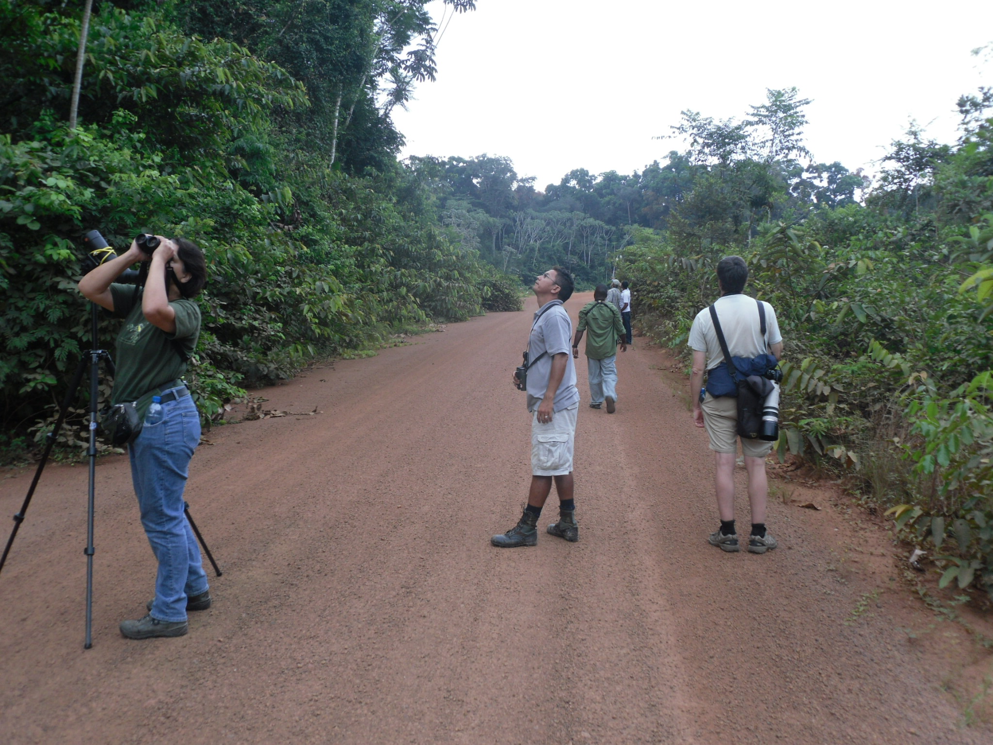 Birdwatching tours in Guyana