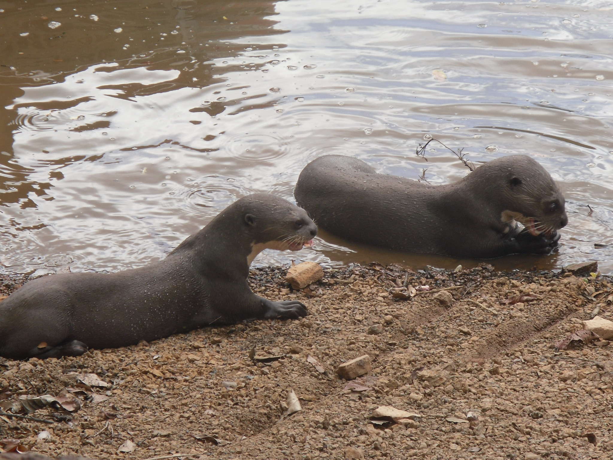 Giant River Otters near Karanambu Lodge Guyana